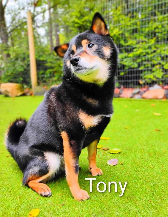 Tony Craig