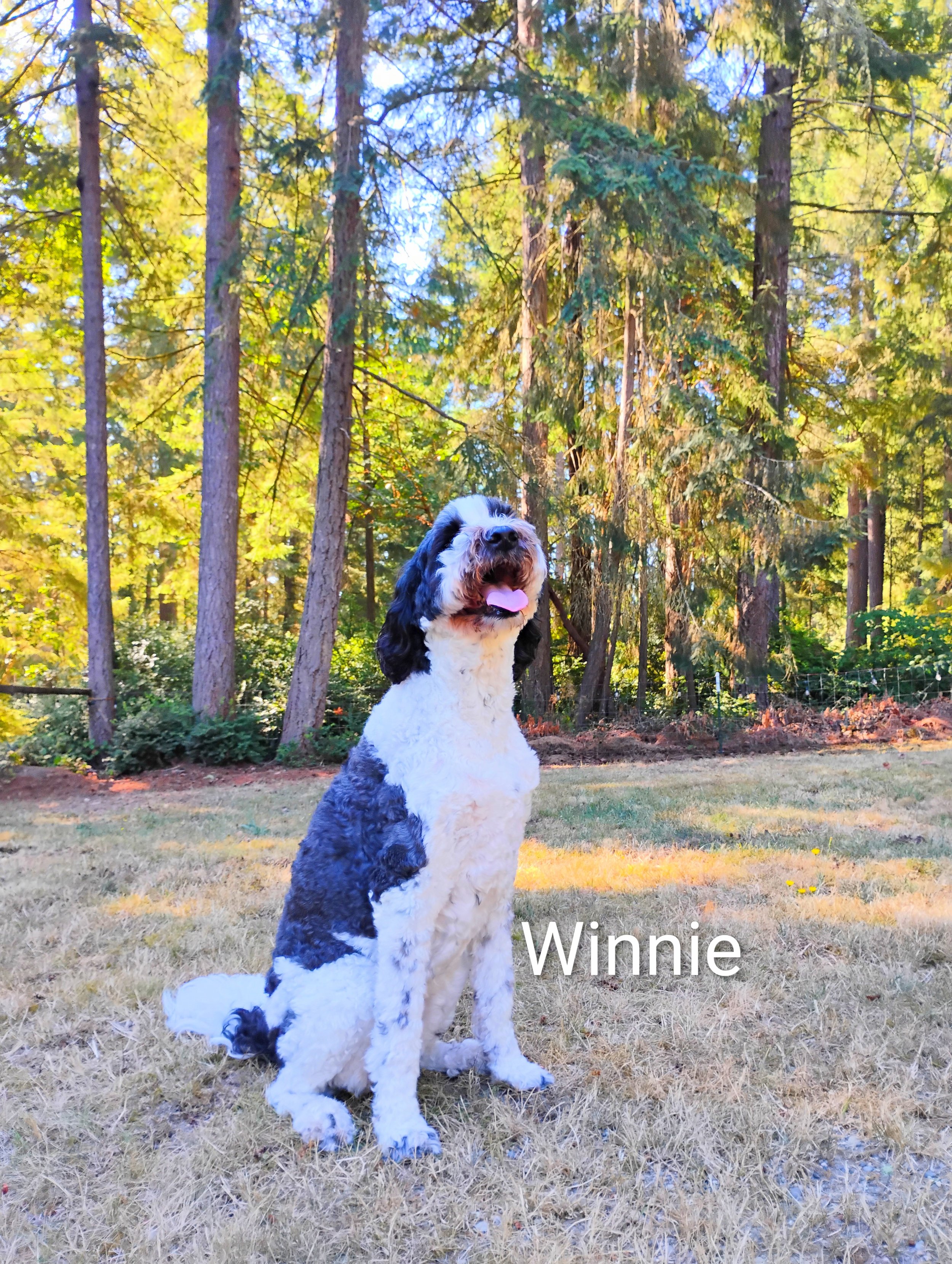 Winnie Trott