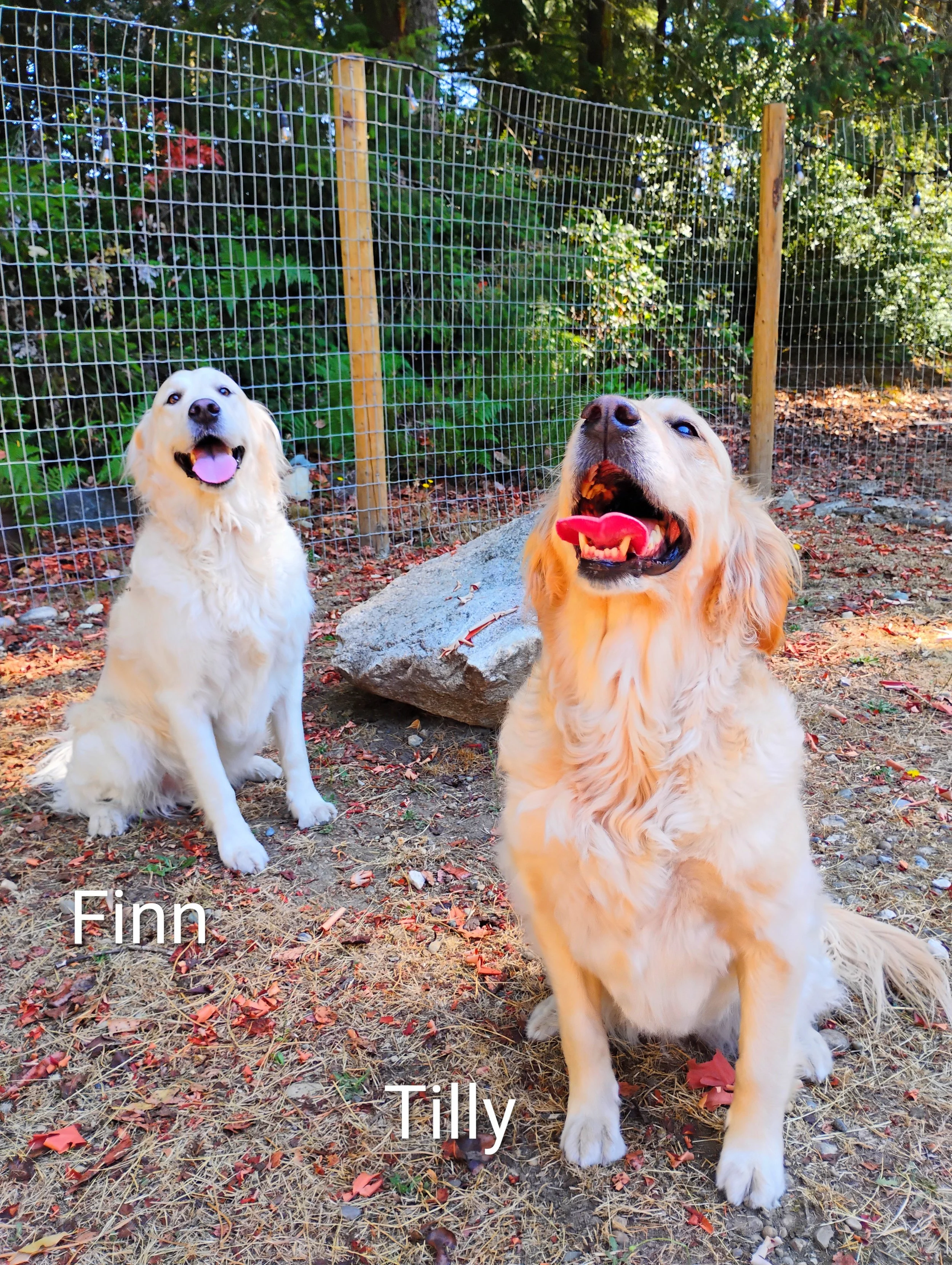 Finn & Tilly Hutchison