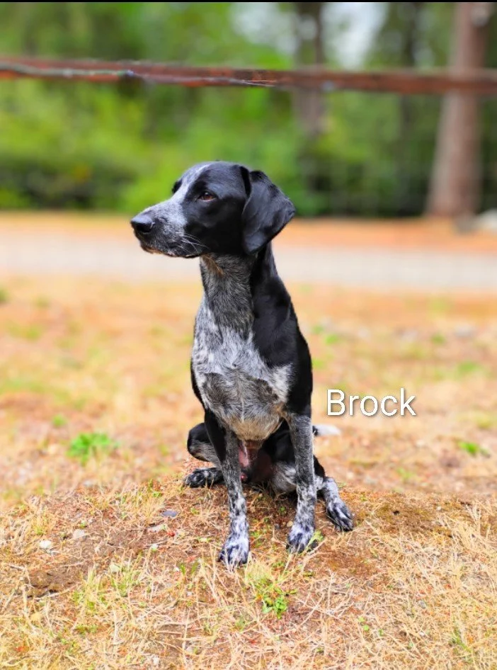 Brock Fahmy