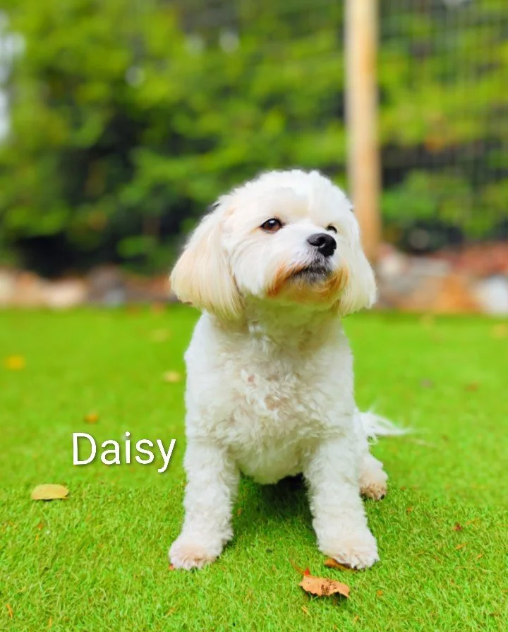 Daisy Popich