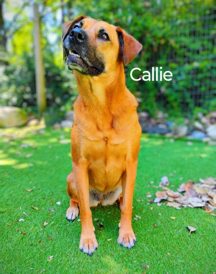 Callie Mendoza