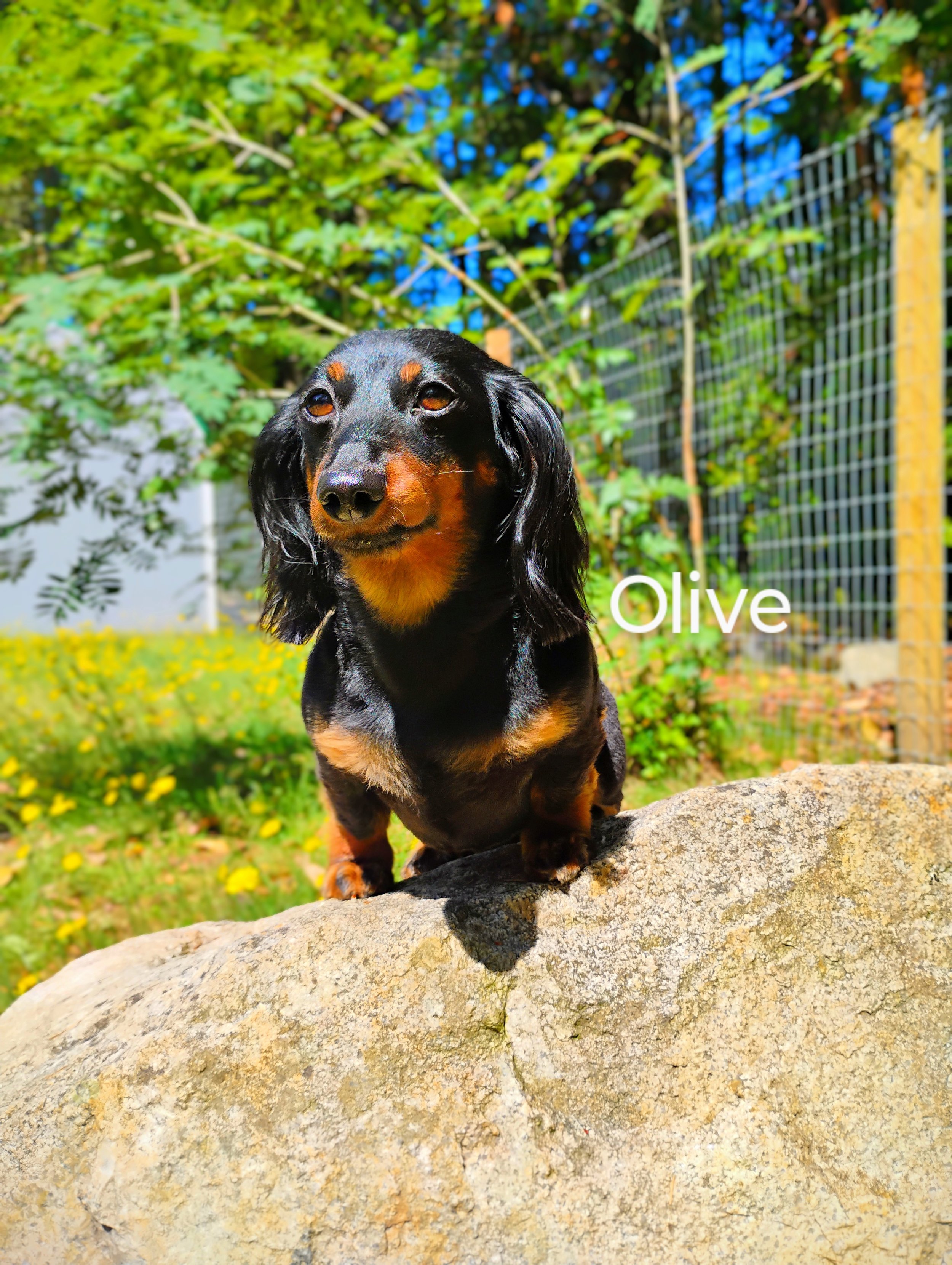Olive Peelle