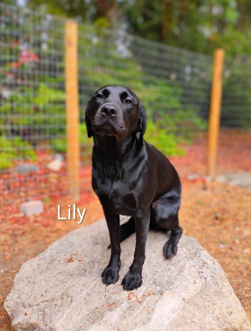 Lily Godwin-Austen