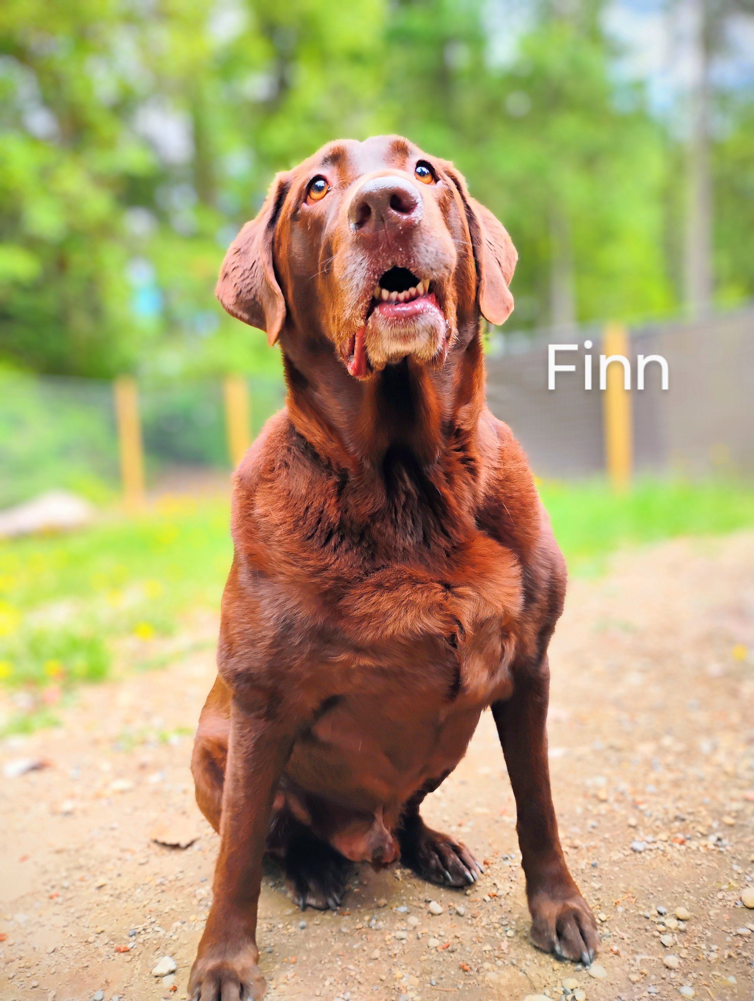 Finn Crudge