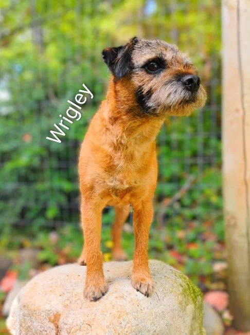 Wrigley Sullivan
