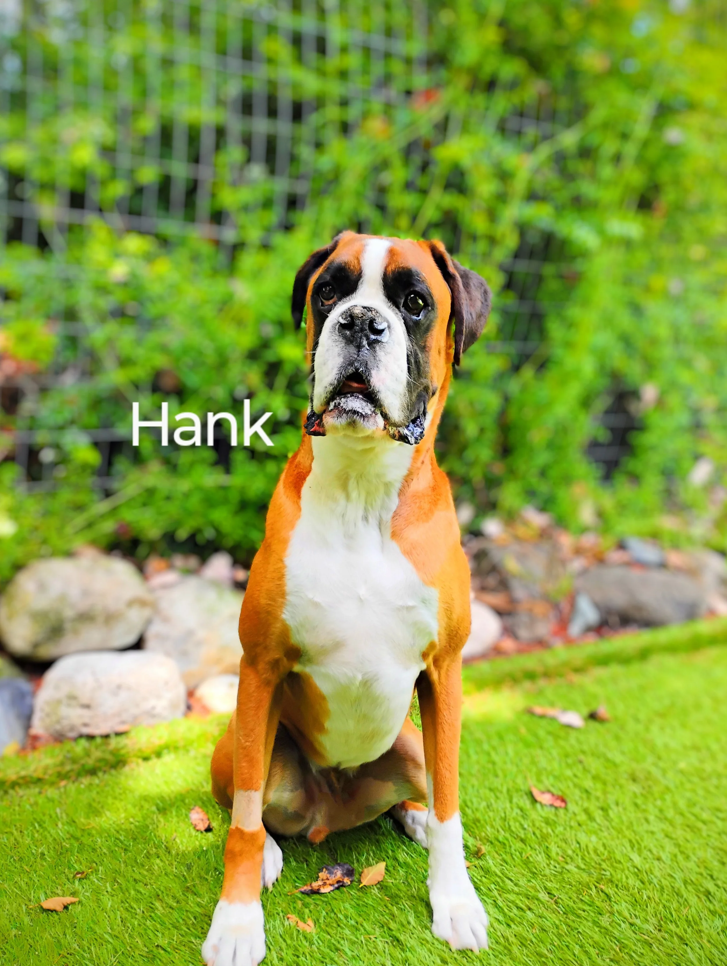 Hank Griot