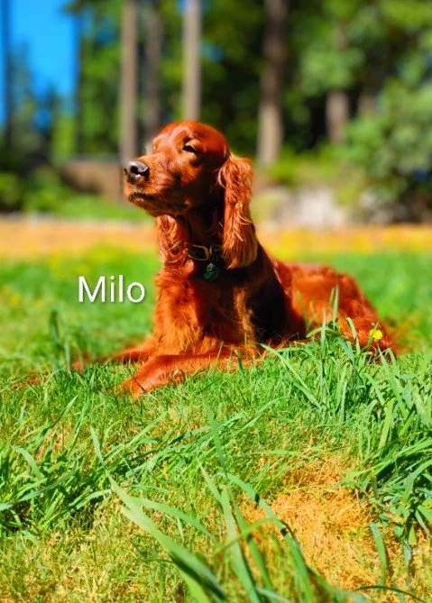 Milo Stroobant