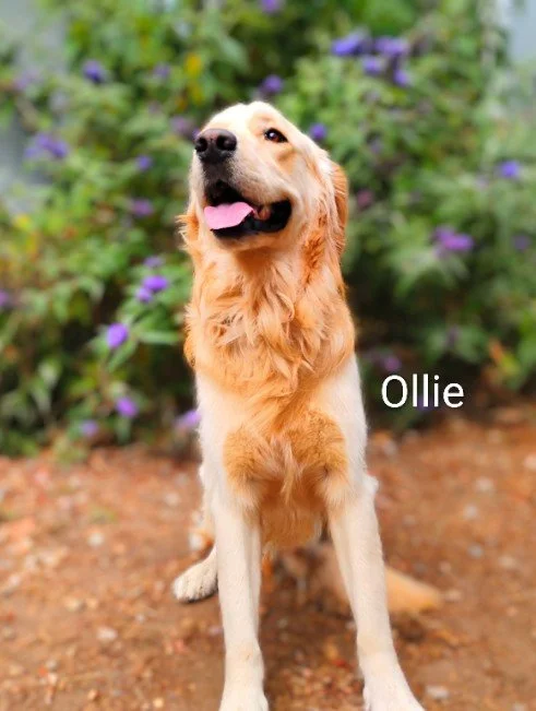 Ollie Anderson