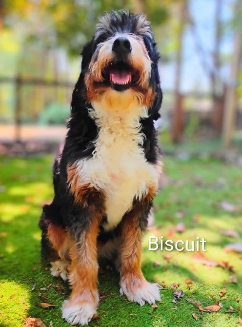 Biscuit West