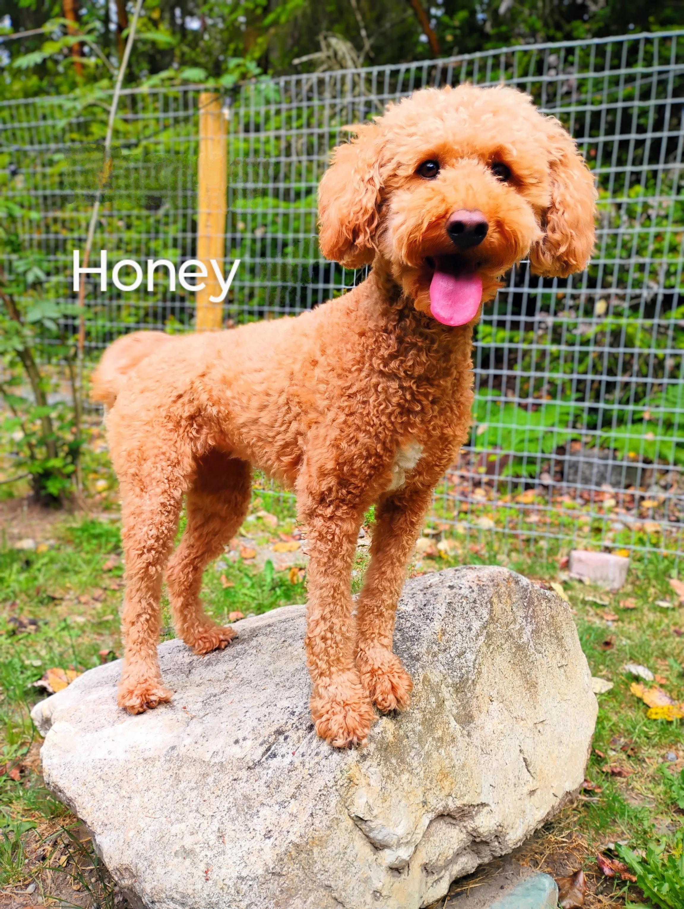 Honey Bansbach