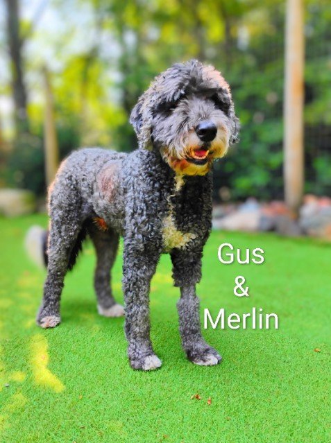 Gus & Merlin DeGroot