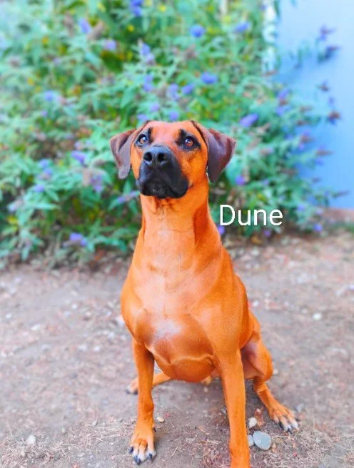 Dune Franke