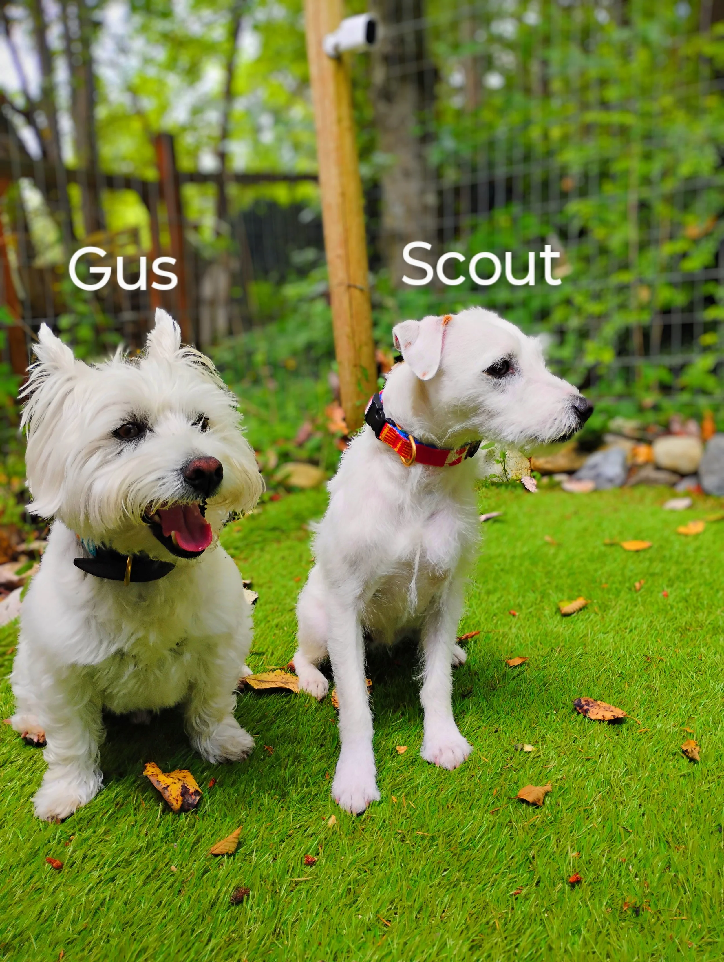 Gus & Scout Walters