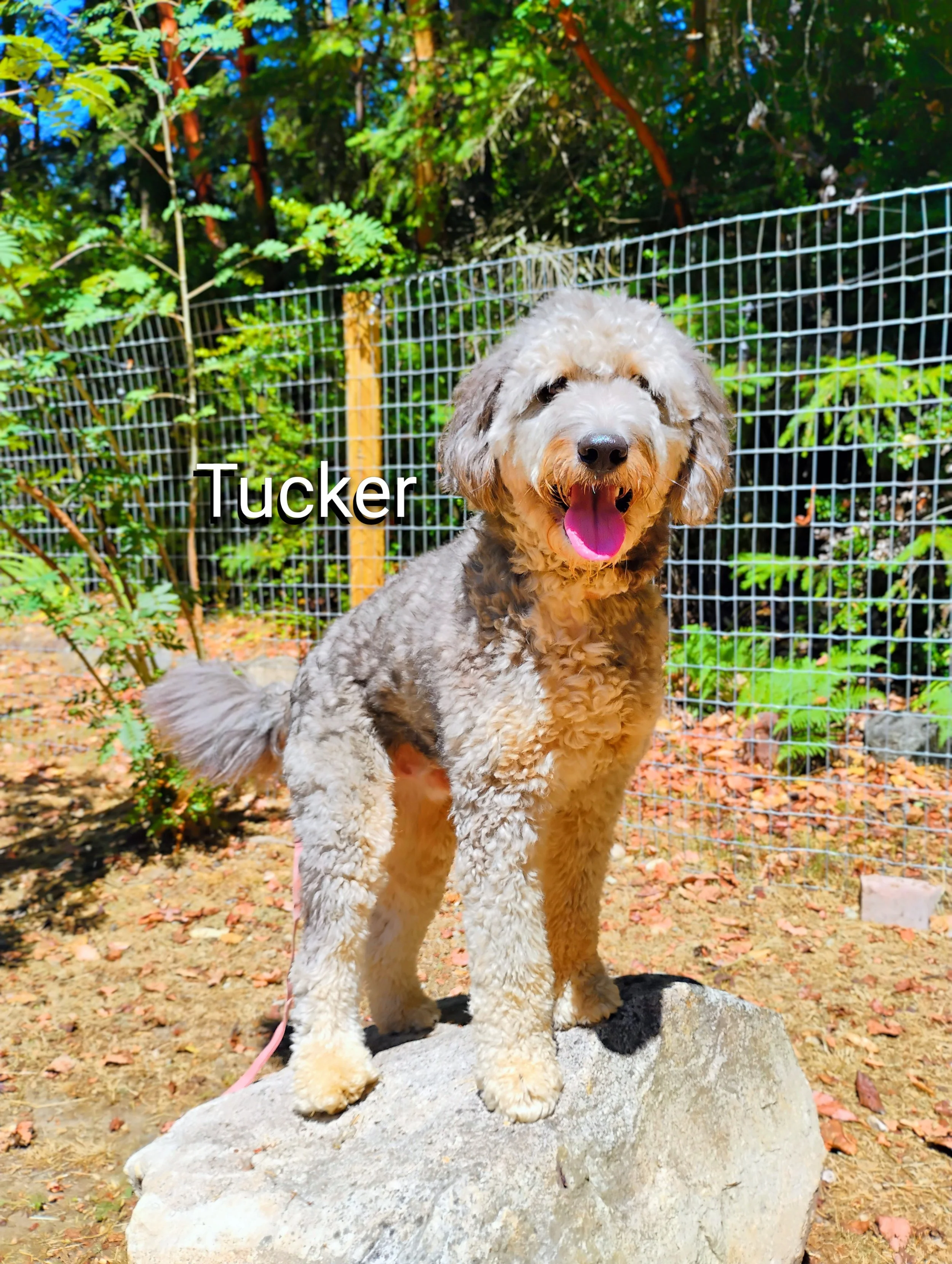 Tucker Murphey