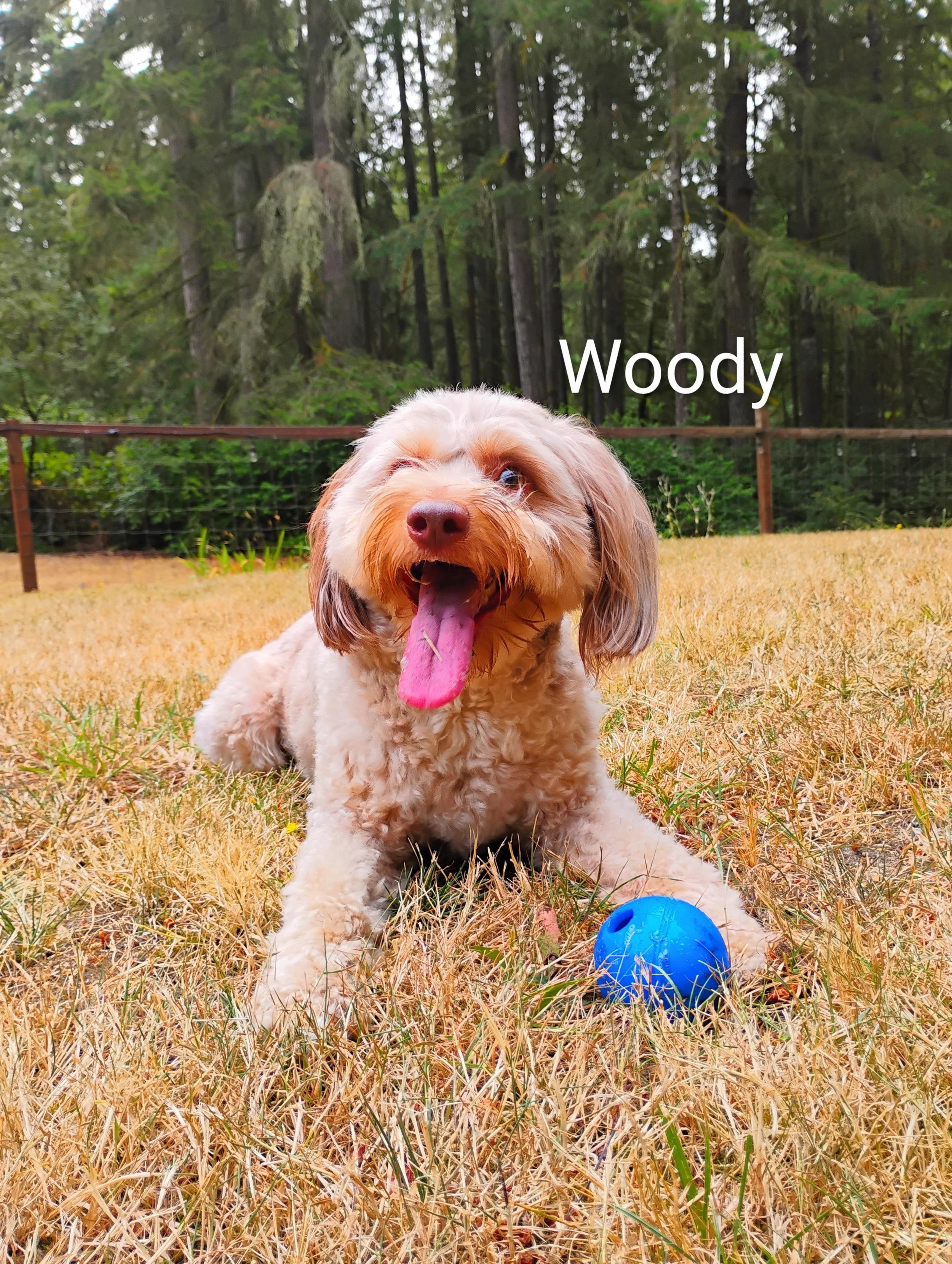 Woody Richards