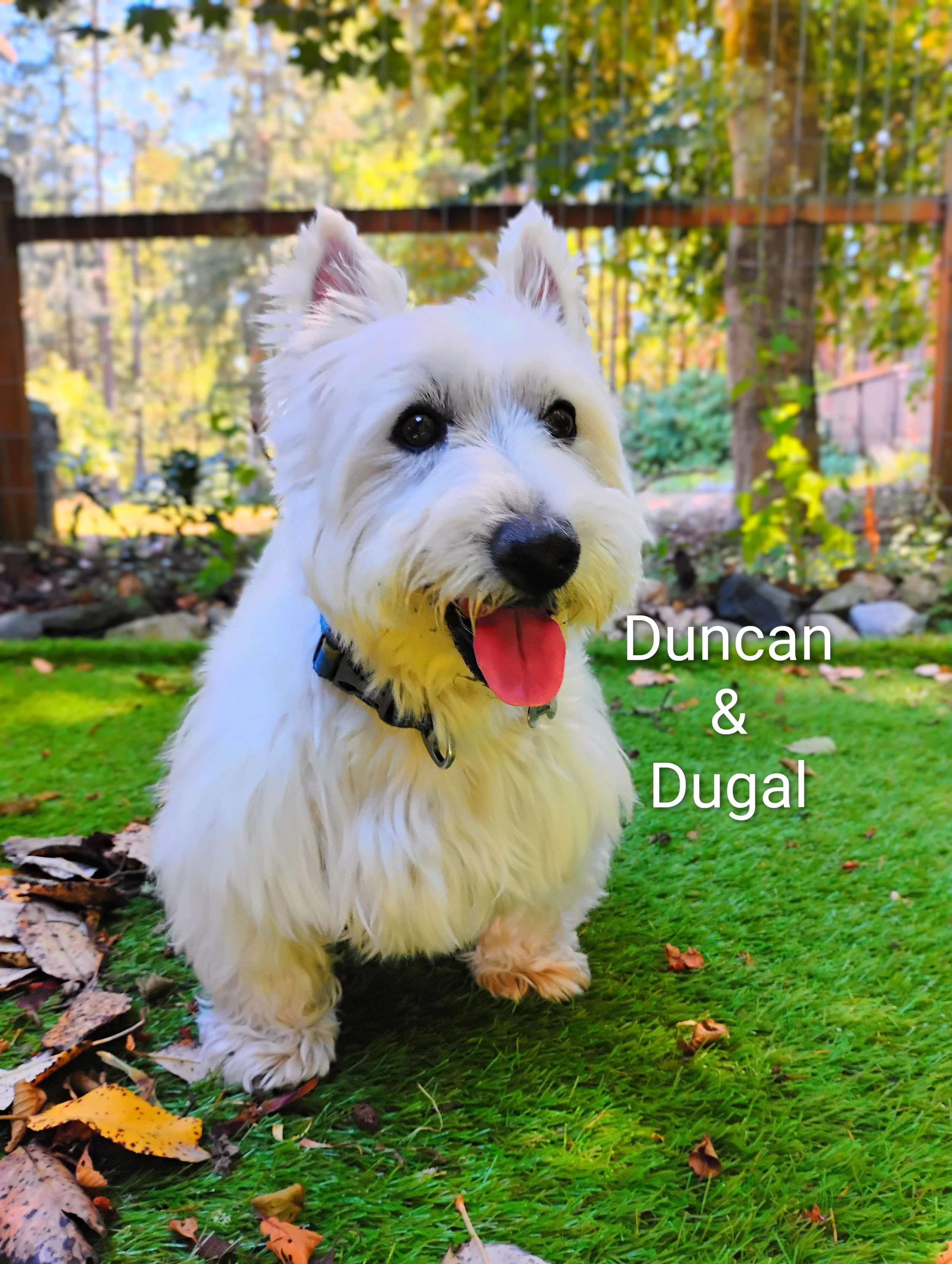 Duncan & Dugal Bridges