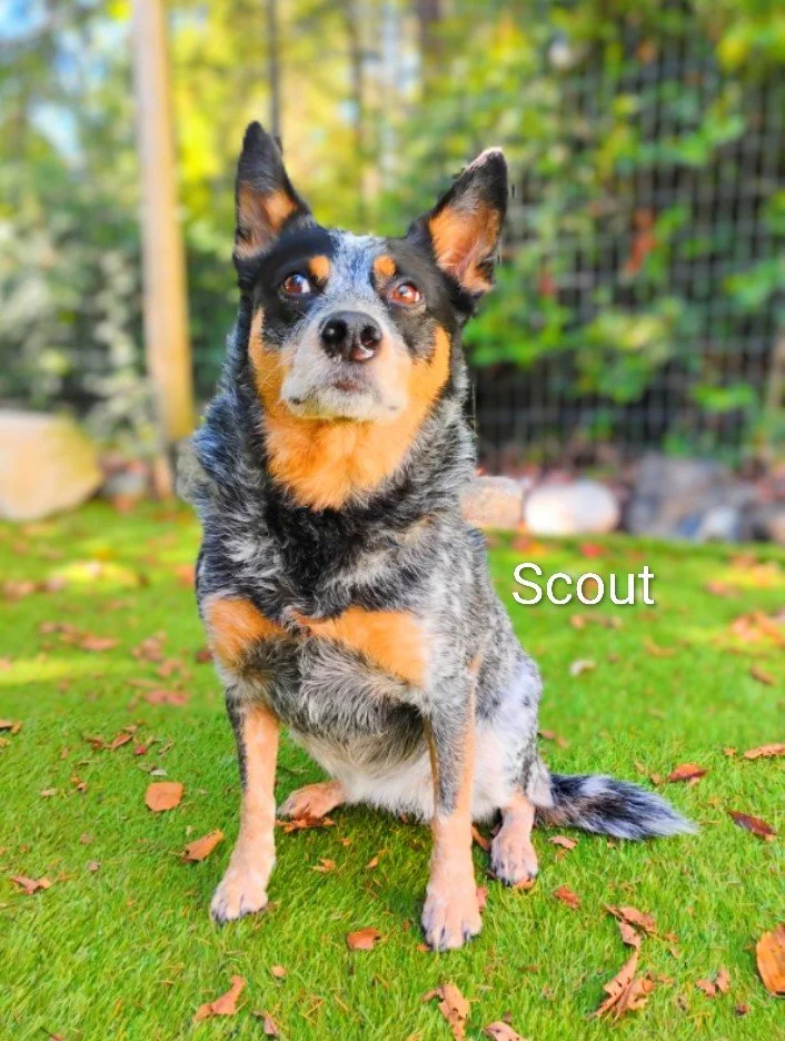 Scout Irvine