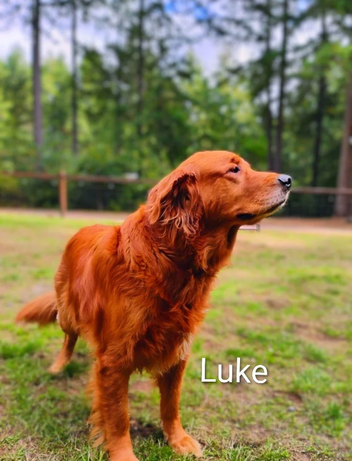 Luke Loutzenheiser