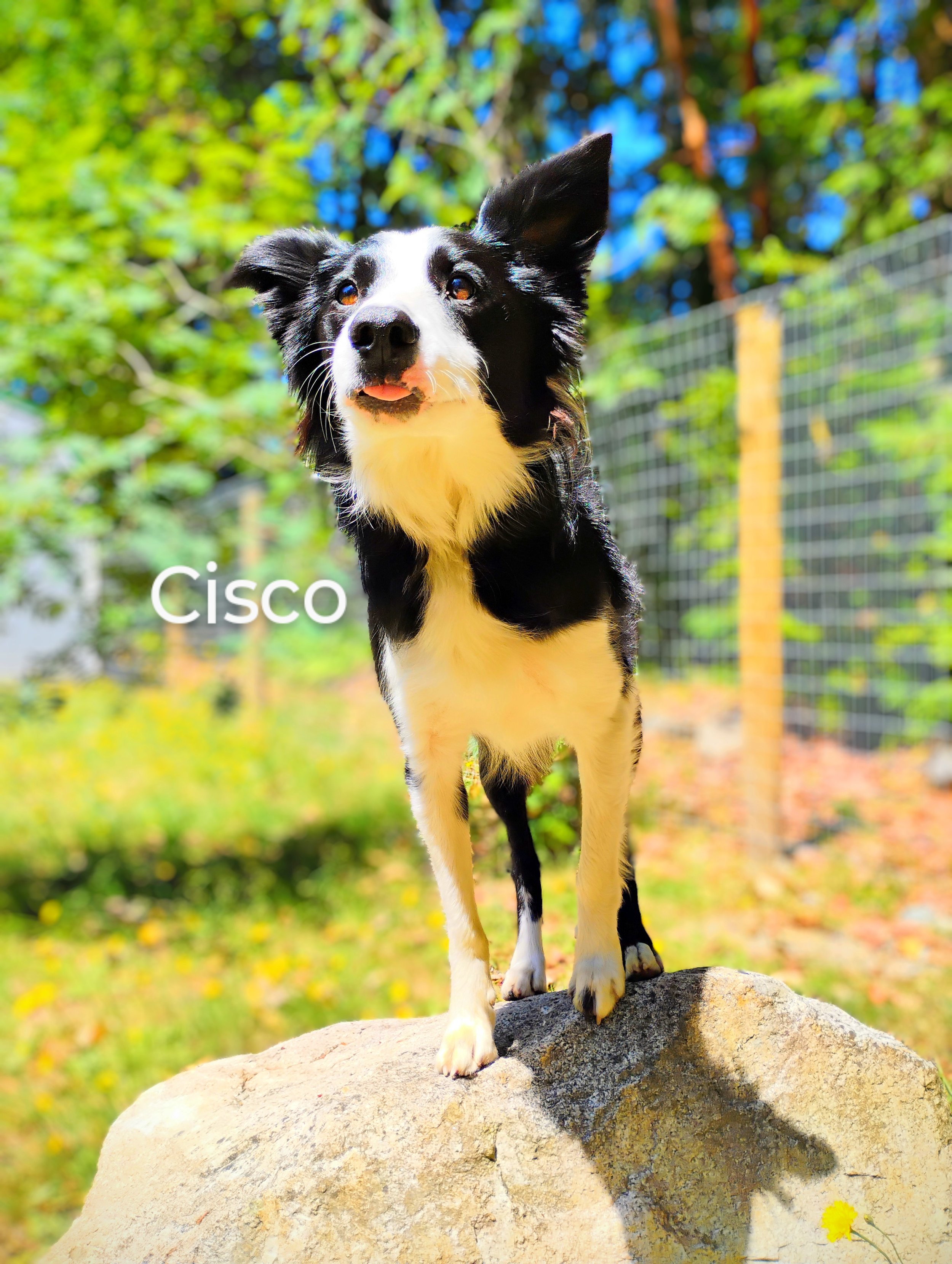 Cisco Weaver
