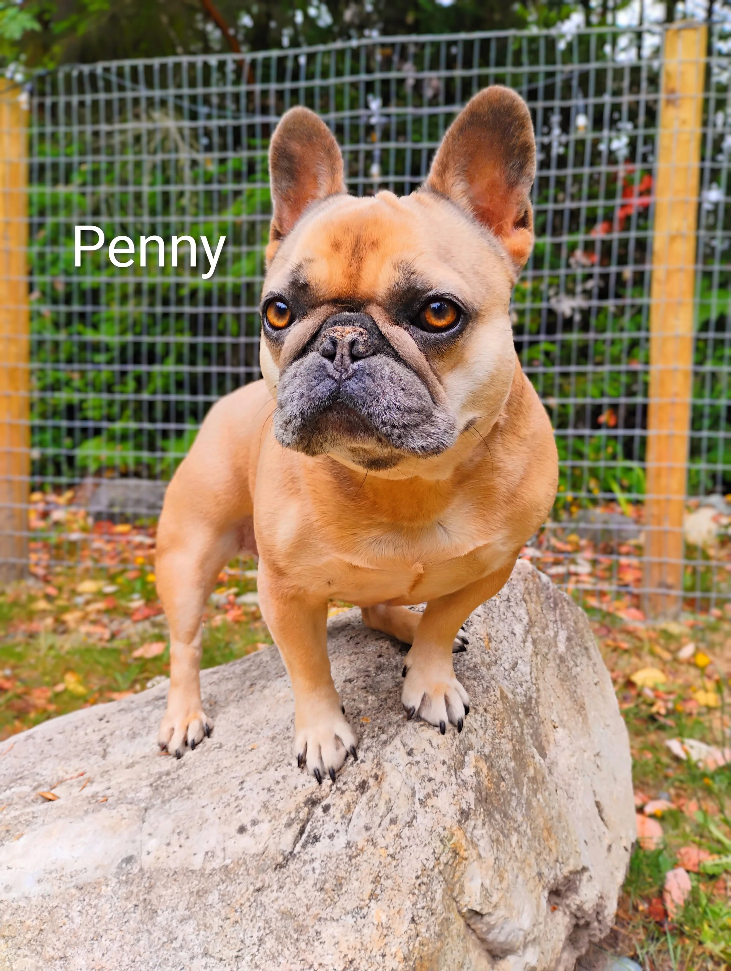 Penny Eschbach