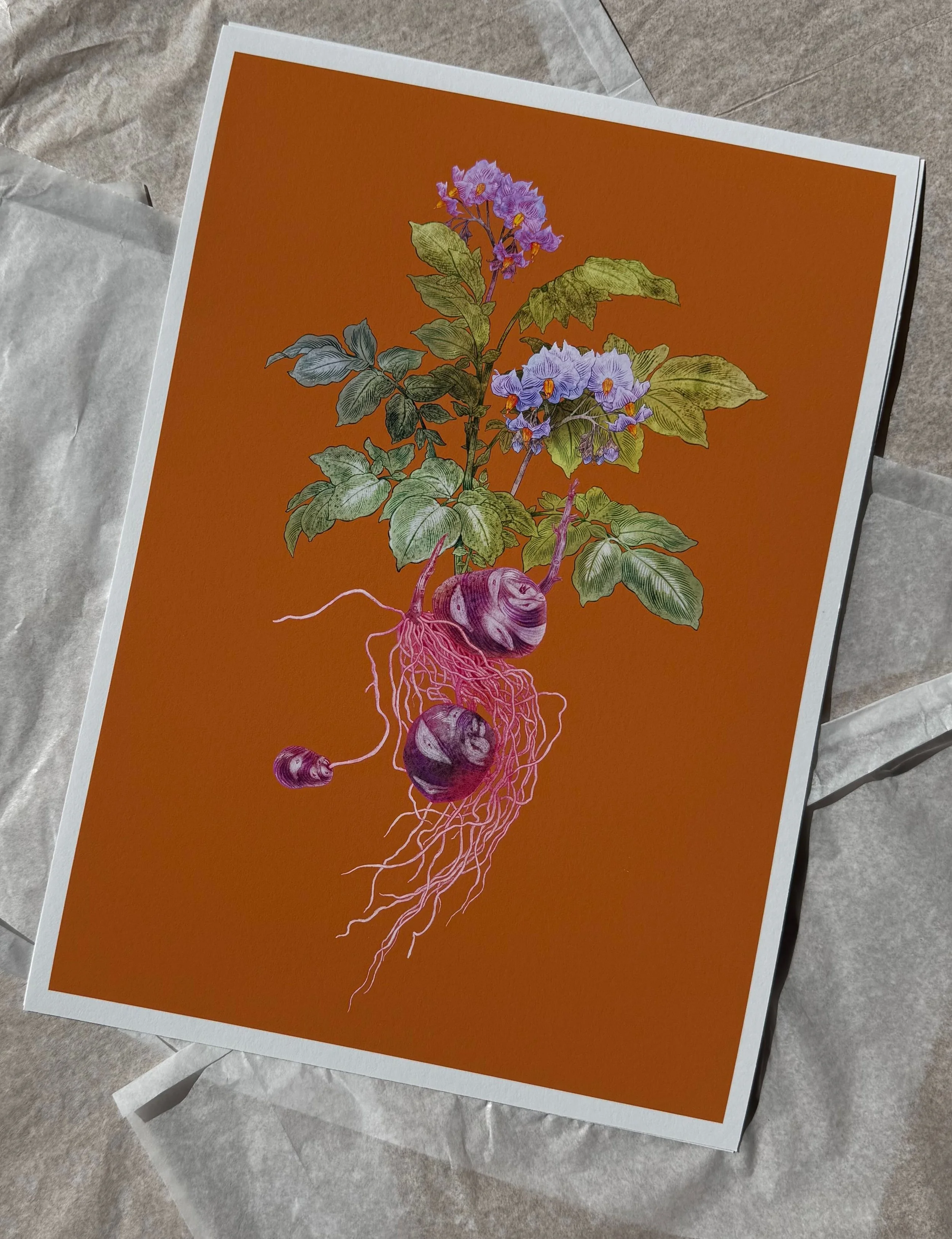 Curious Lives of Vegetables — Print — Potato