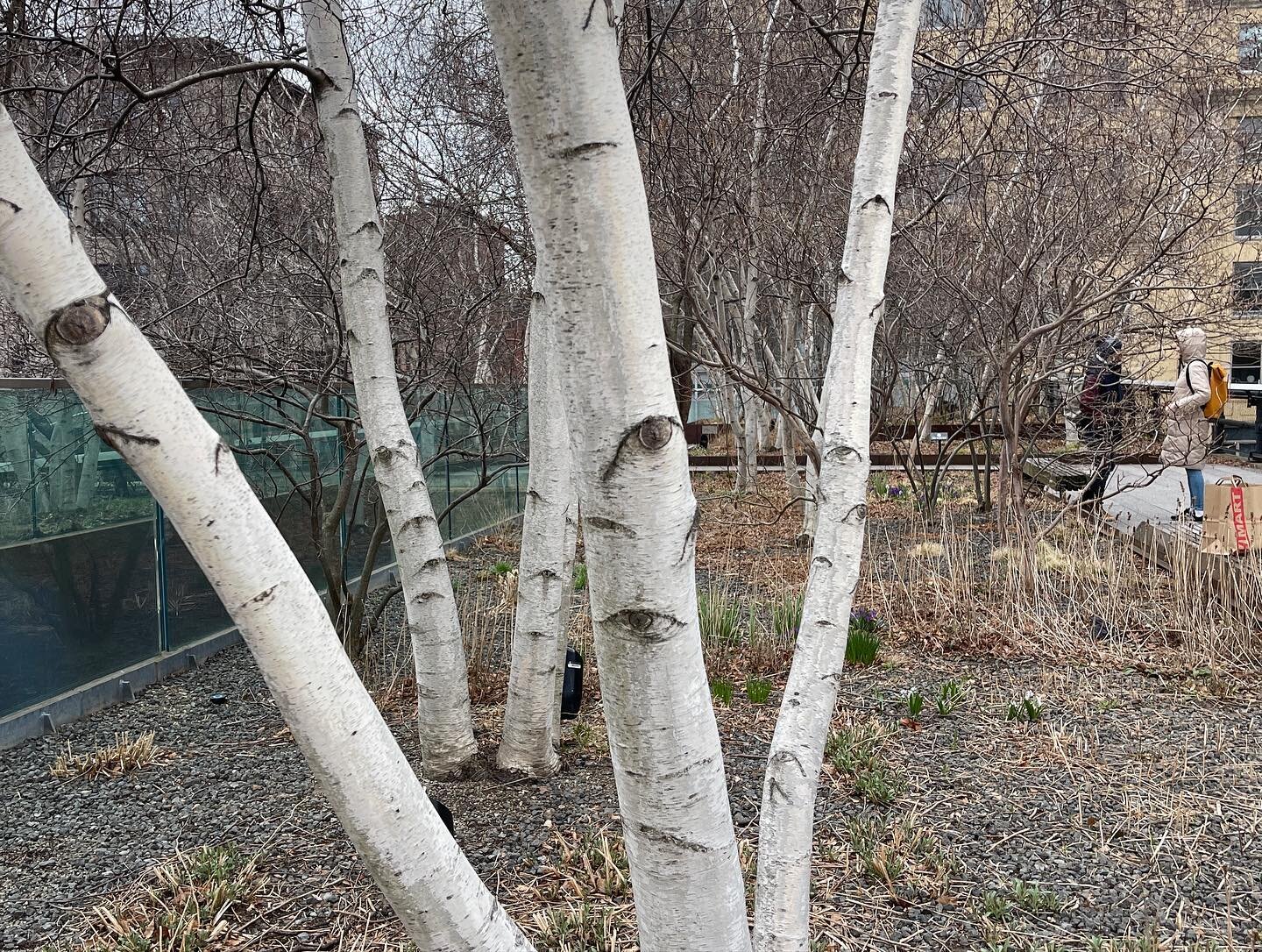 The eyes of birch and spring on the high line on the way to #whitneymuseum #whitneymuseumofamericanart . #nyc #chelseanyc #awp22