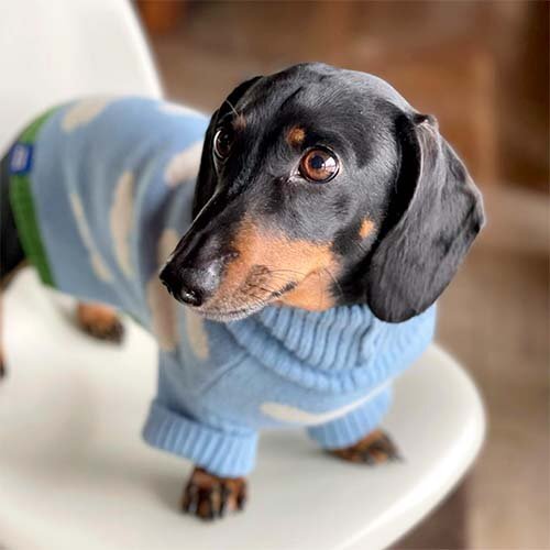 LCDmodern Mascot on iconic Eames Chair