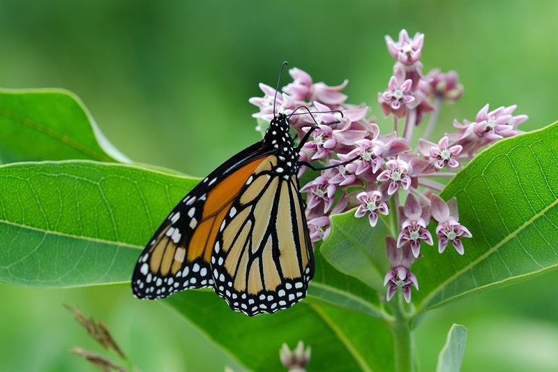 monarch-butterfly-on-milkweed-bloom_web_1600x1067_color.jpeg