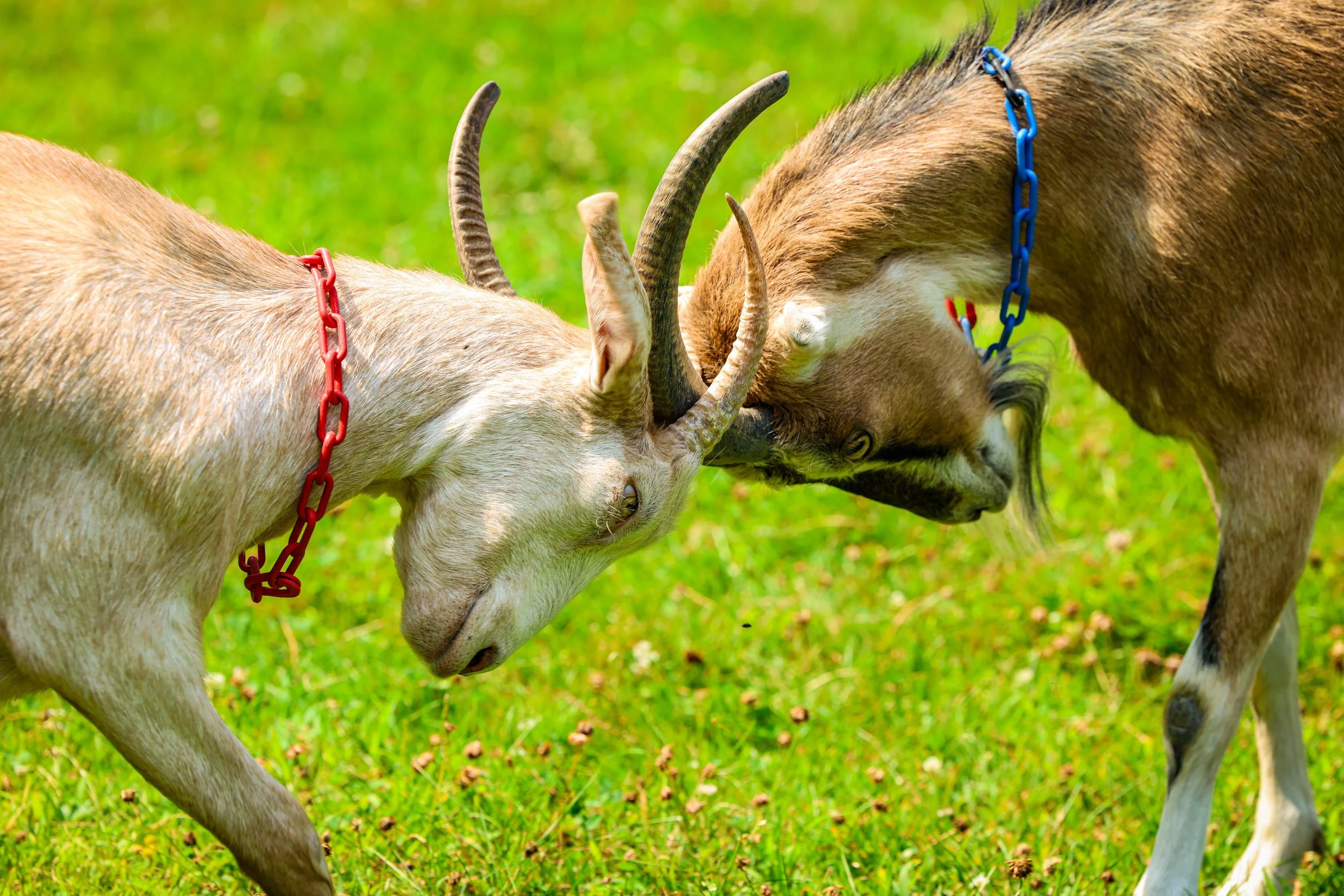 841A7761 2 copy.jpeg