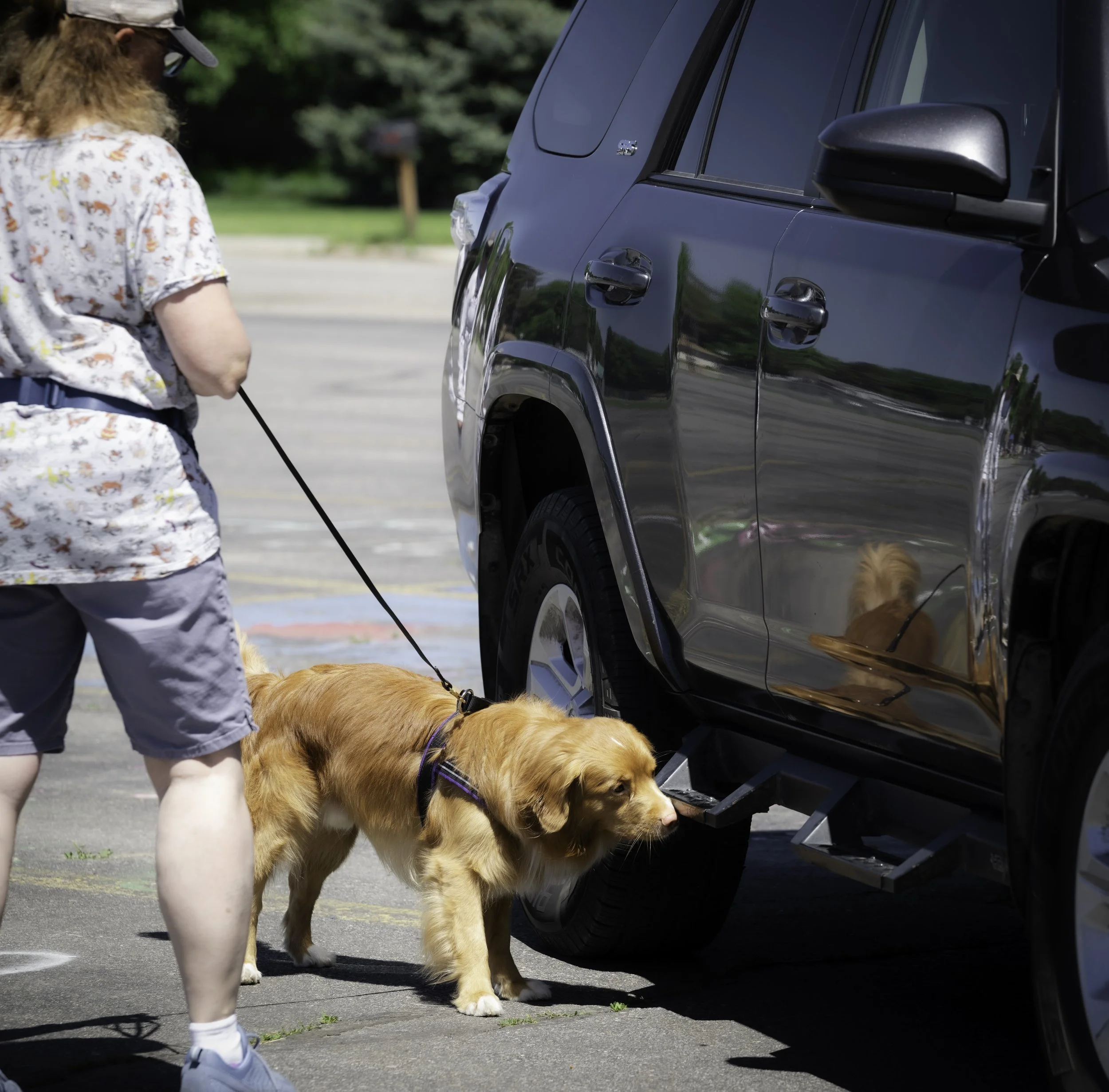 Mental Management for Nose Work Teams - Become the Handler Your Dog Deserves