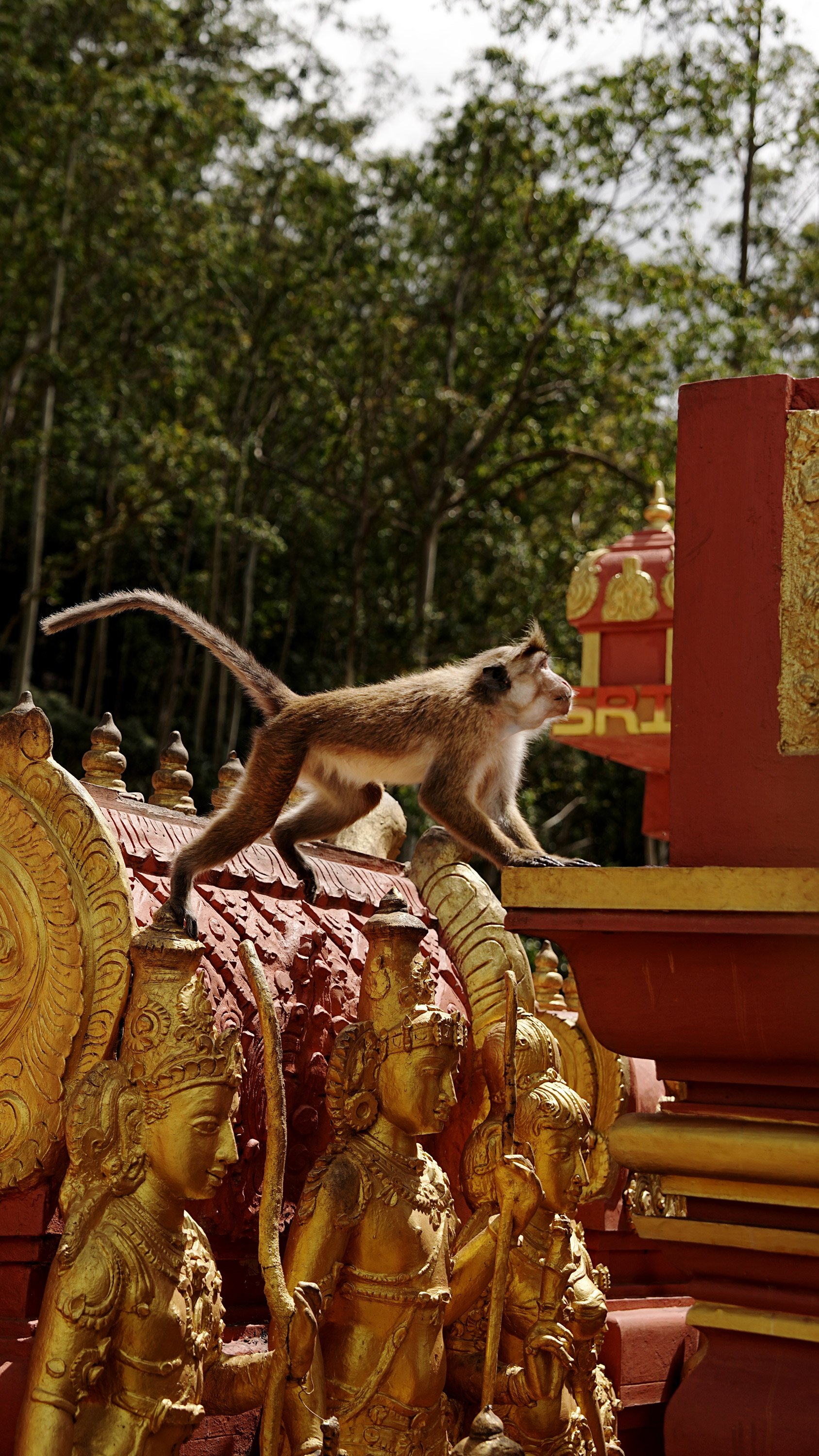 temple-monkey-DSC01308.jpg