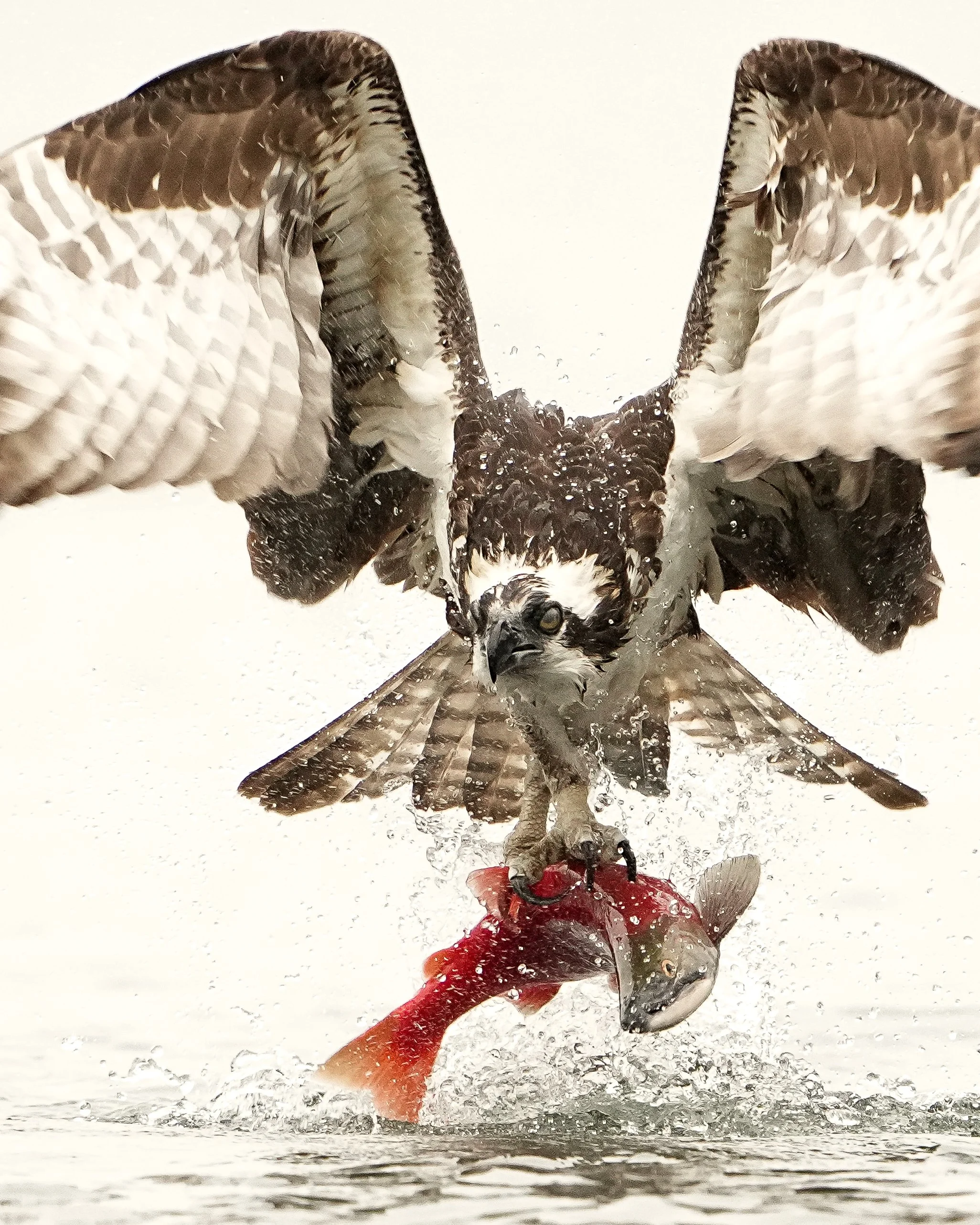 osprey_DSC09411.jpg