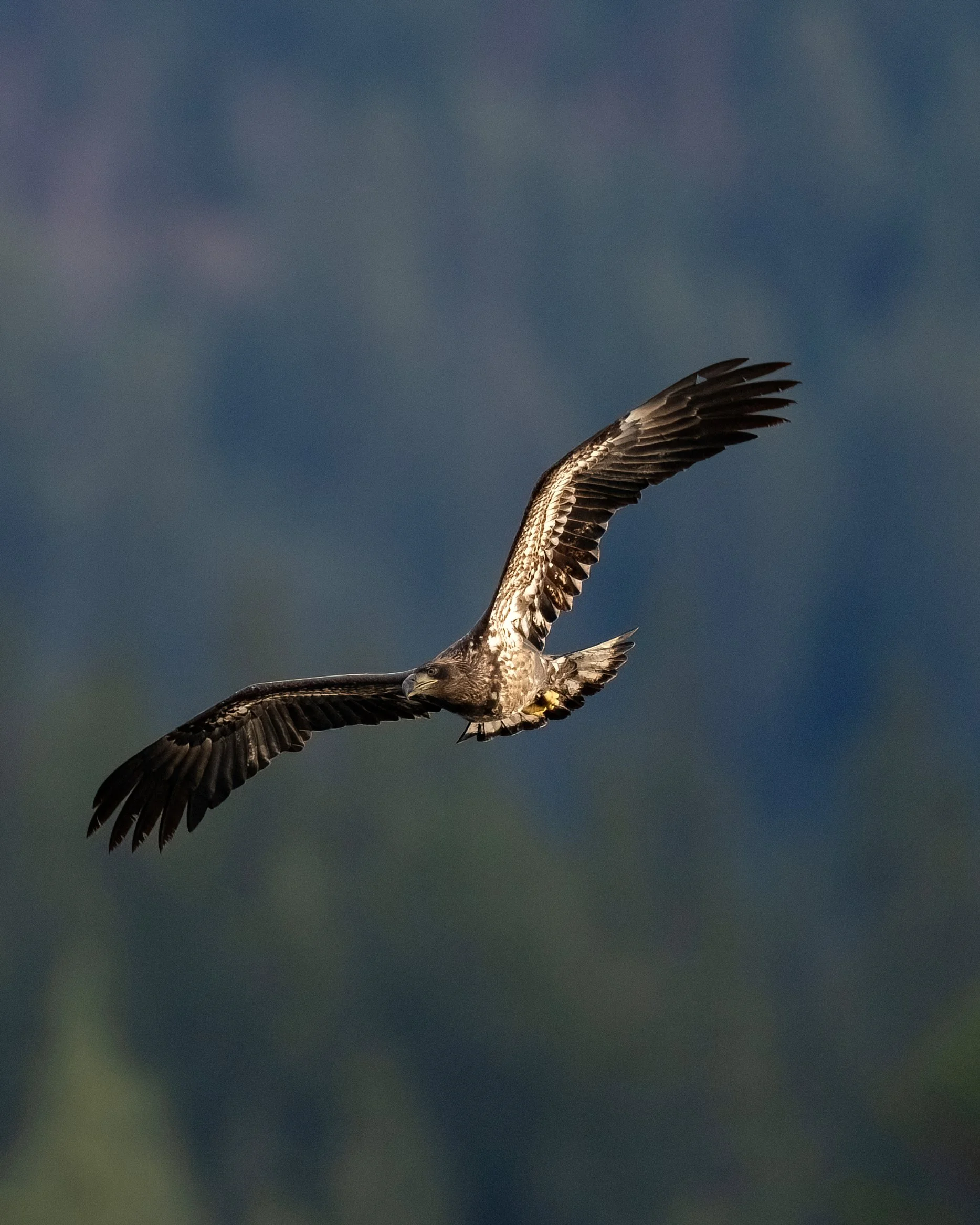 Juvenile_eagle_CDA-DeNoiseAI-low-light.jpg