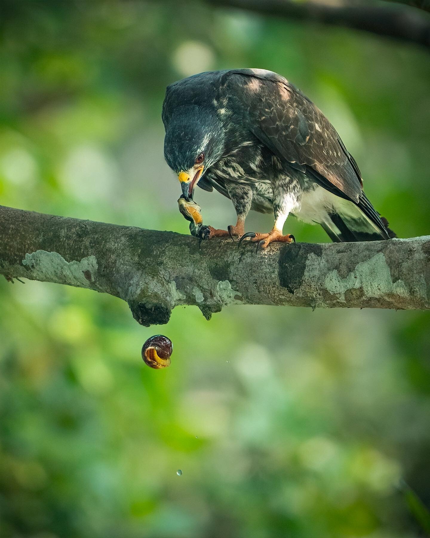 Snail kite chowing down some escargot for breakfast 🐌 
.
.
.
.
.
.
.
.
.
.
#ecuador #ecuador🇪🇨 #ecuadortravel #traveltoecuador #ecuadorbirding #bird #birding #birdphotography #birdsofinstagram #birdsofprey #birdsofpreyofinstagram #kite #snailkite 