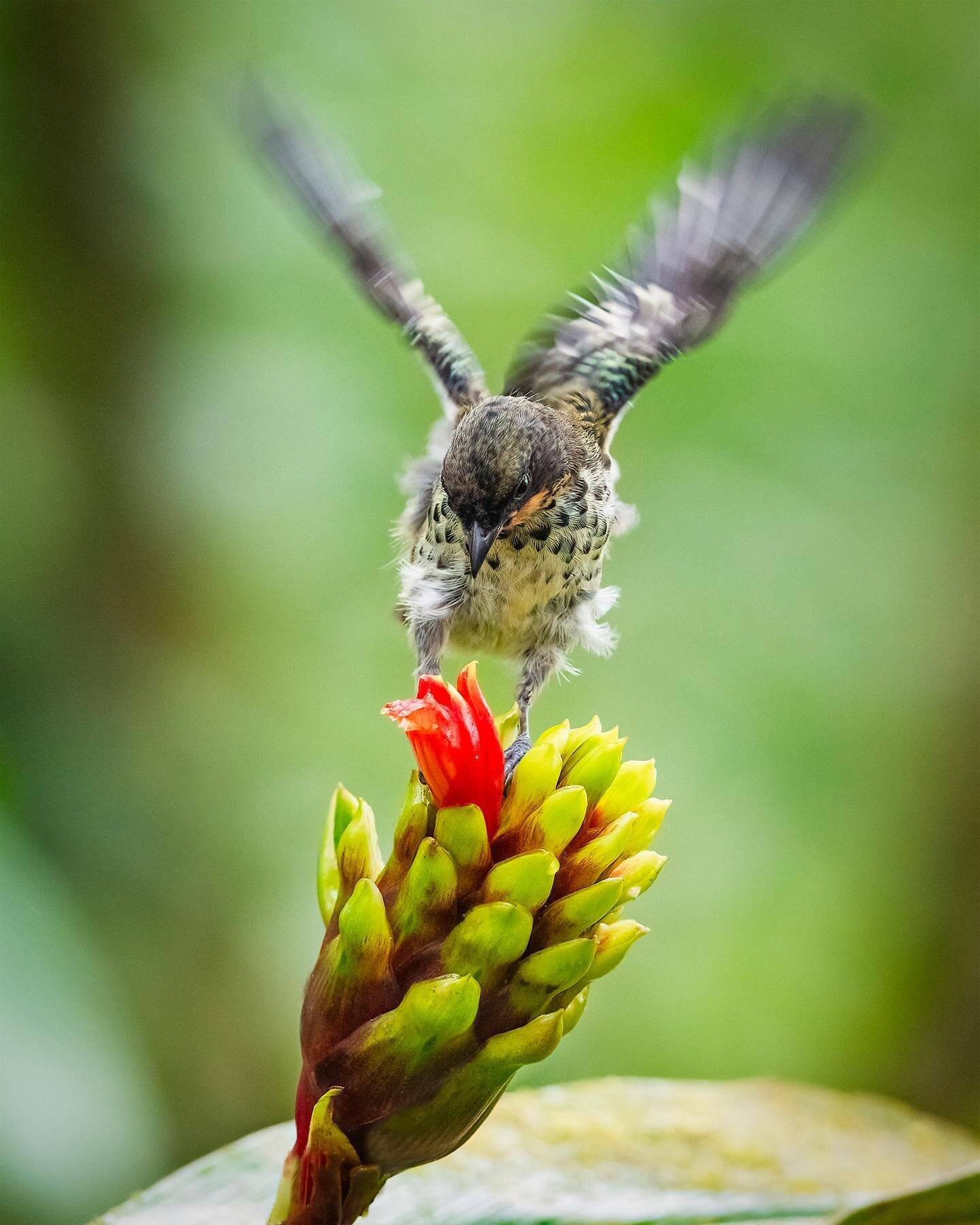 Rufous-throated Tanager 🍍
.
.
.
.
.
.
.
.
.
.
#rufousthroatedtanager #tanager #tanagers #tanagersofinstagram #ecuador #ecuador🇪🇨 #ecuadortravel #traveltoecuador #ecuadorbirding #birdcouple #bird_brilliance #birdlovers #birdfreaks #birdselite #bird