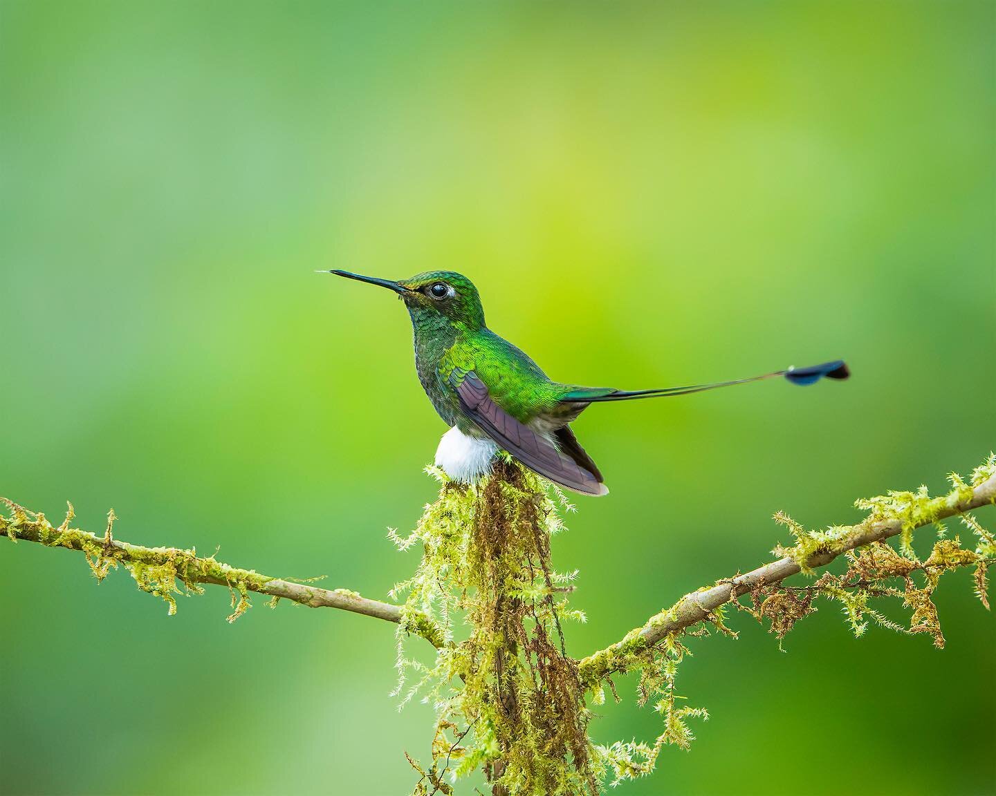 White-booted Racket Tail planking 🐩
.
.
.
.
.
.
.
.
.
.
.
#whitebootedrackettail #hummingbird #hummingbirds #humminbird #hummer #ecuador #ecuador🇪🇨 #ecuadortravel #traveltoecuador #ecuadorbirding #birdcouple #bird_brilliance #birdlovers #birdfreak