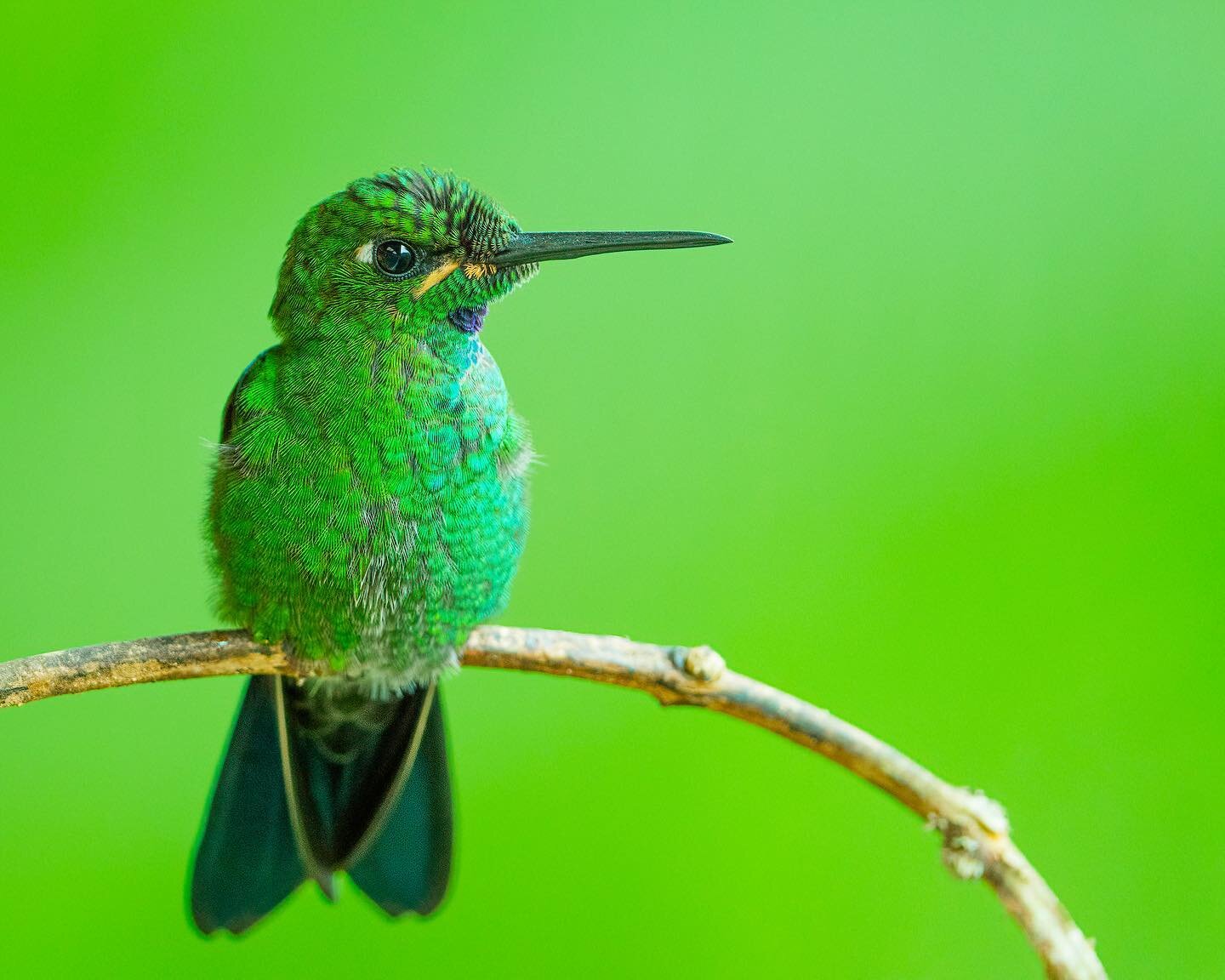 Green-crowned Brilliant 🍏
.
.
.
.
.
.
.
.
#hummingbird #hummingbirds #humminbird #hummer #ecuador #ecuador🇪🇨 #ecuadortravel #traveltoecuador #ecuadorbirding #birdcouple #bird_brilliance #birdlovers #birdfreaks #birdselite #birdsphotography #birdso