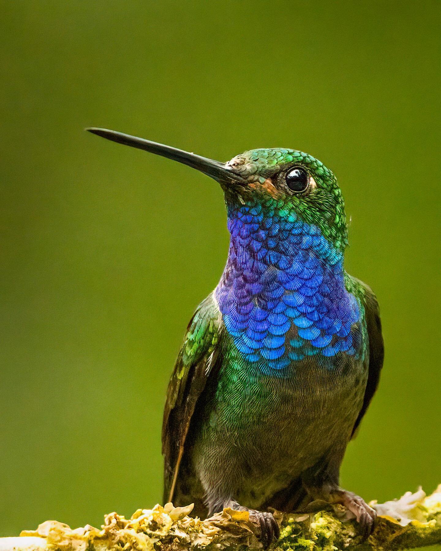 Green-Backed Hillstar 🌟 
.
.
.
.
.
.
.

.
.
.
#hummingbird #hummingbirds #humminbird #hummer #ecuador #ecuador🇪🇨 #ecuadortravel #ecuadorbirding #rufousbootedrackettail #bird_brilliance #birdlovers #birdfreaks #birdselite #birdsphotography #birdson