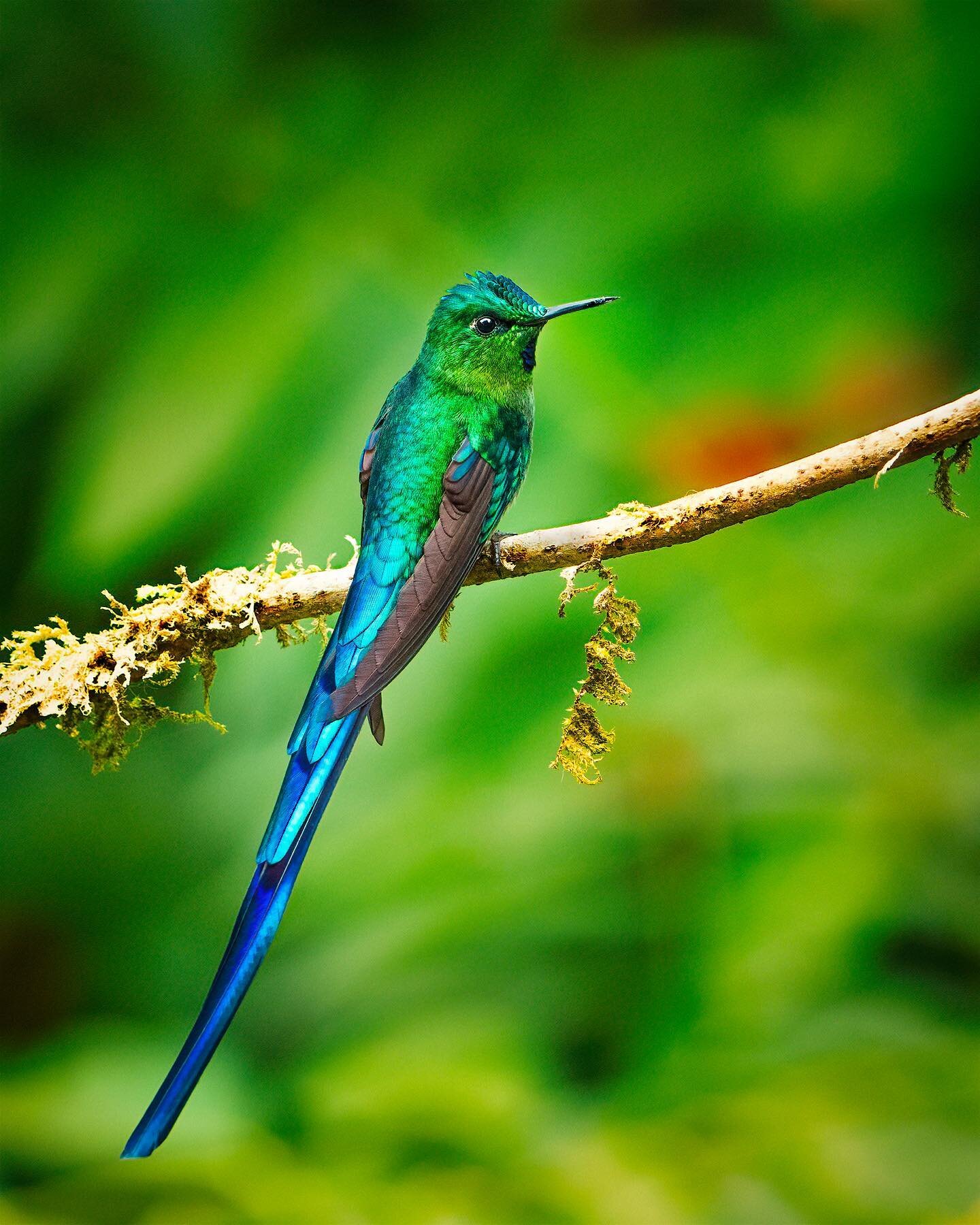 Violet-Tailed Sylph 🎢
.
.
.
.
.
.
.
.
#hummingbird #hummingbirds #humminbird #hummer #ecuador #ecuador🇪🇨 #ecuadortravel #ecuadorbirding #rufousbootedrackettail #bird_brilliance #birdlovers #birdfreaks #birdselite #birdsphotography #birdsonearth #b