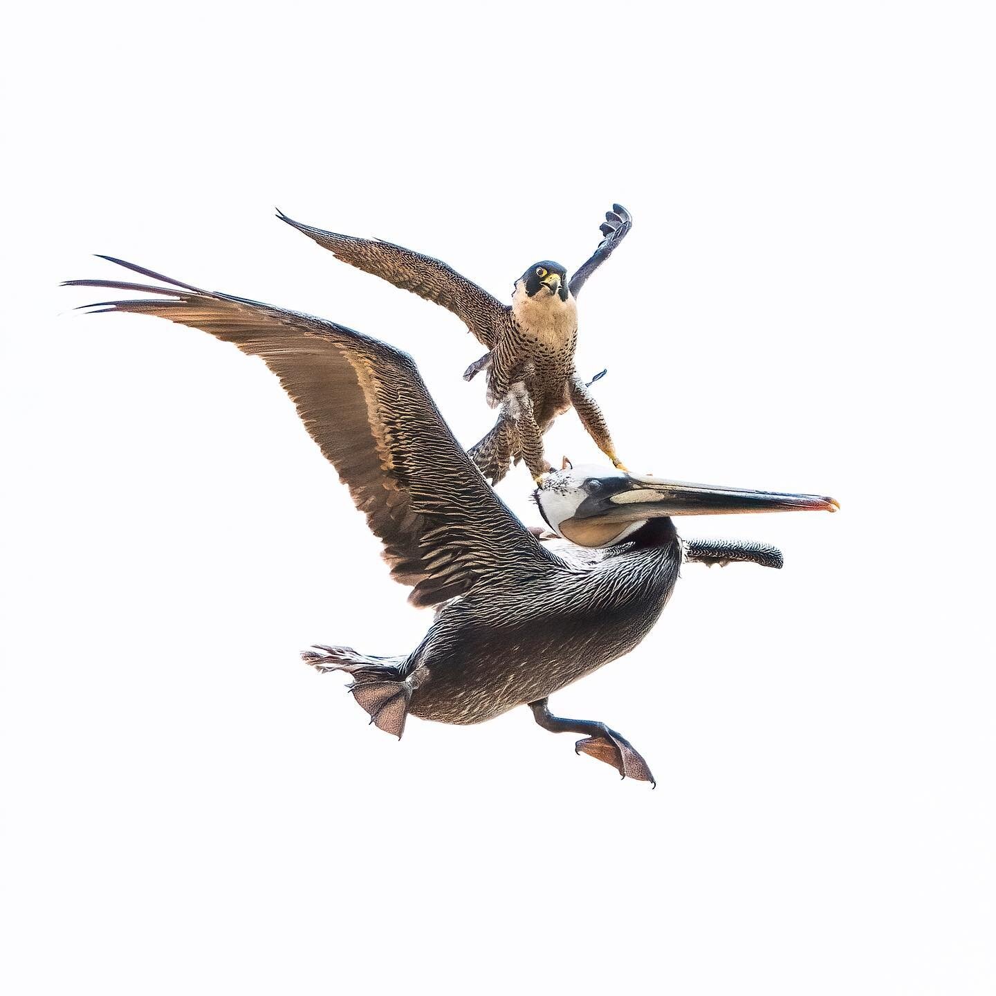 [Mercury retrograde] Hope you had a better weekend than this pelican. Mama falcon gets very aggressive protecting her nest this time of the year. This pelican will probably think twice before passing through this way again. 🥅
.
.
.
.
.
.
.
.
#peregr