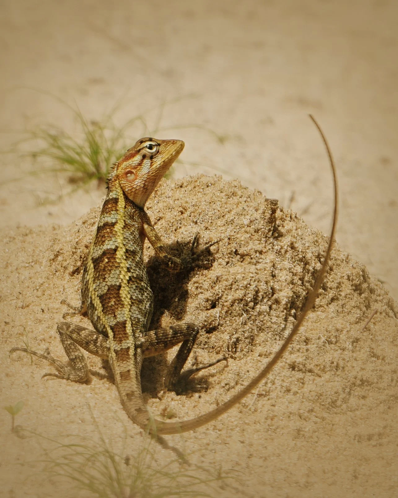 garden-lizard-DSC00530.jpg