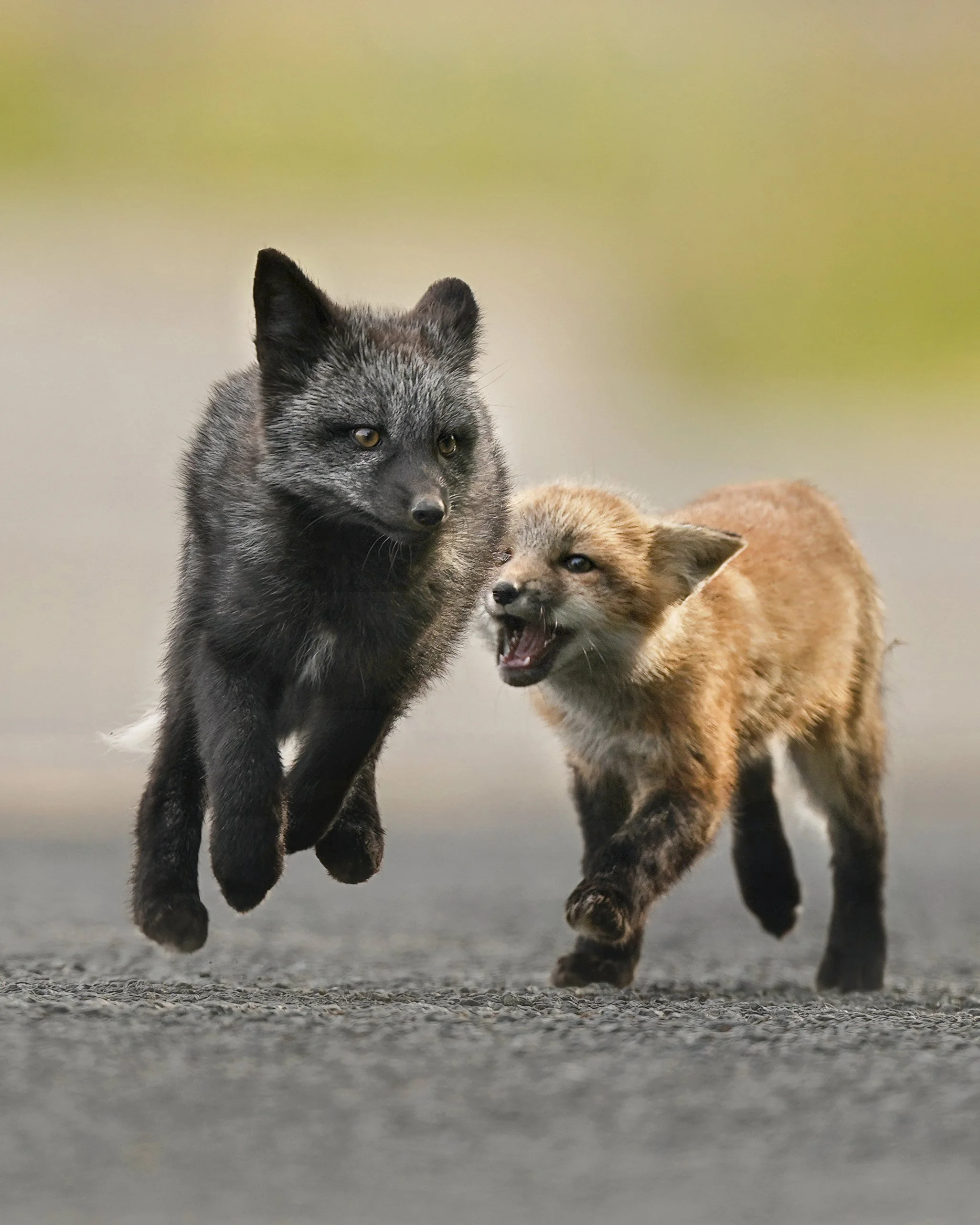 fox_kits_jump_DSC07333-DeNoiseAI-severe-noise.jpg