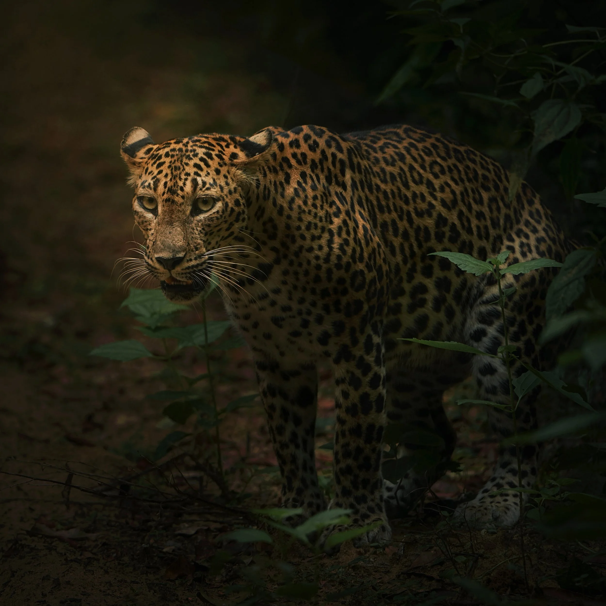 pooping-leopard-II-DSC04081.jpg