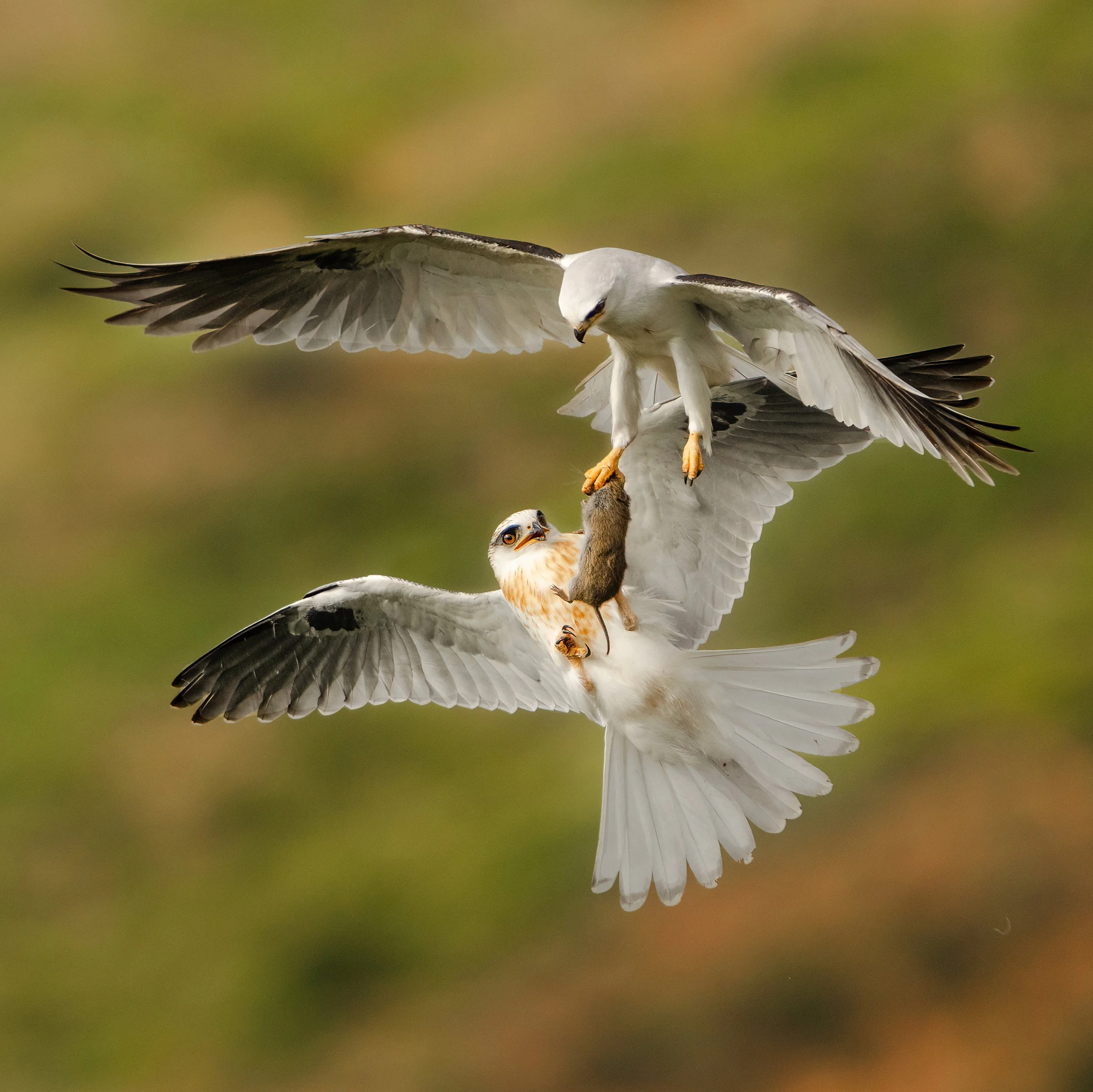 full_frame_WTK_Kite_transfer_DSC06592-DeNoiseAI-low-light (1).jpg