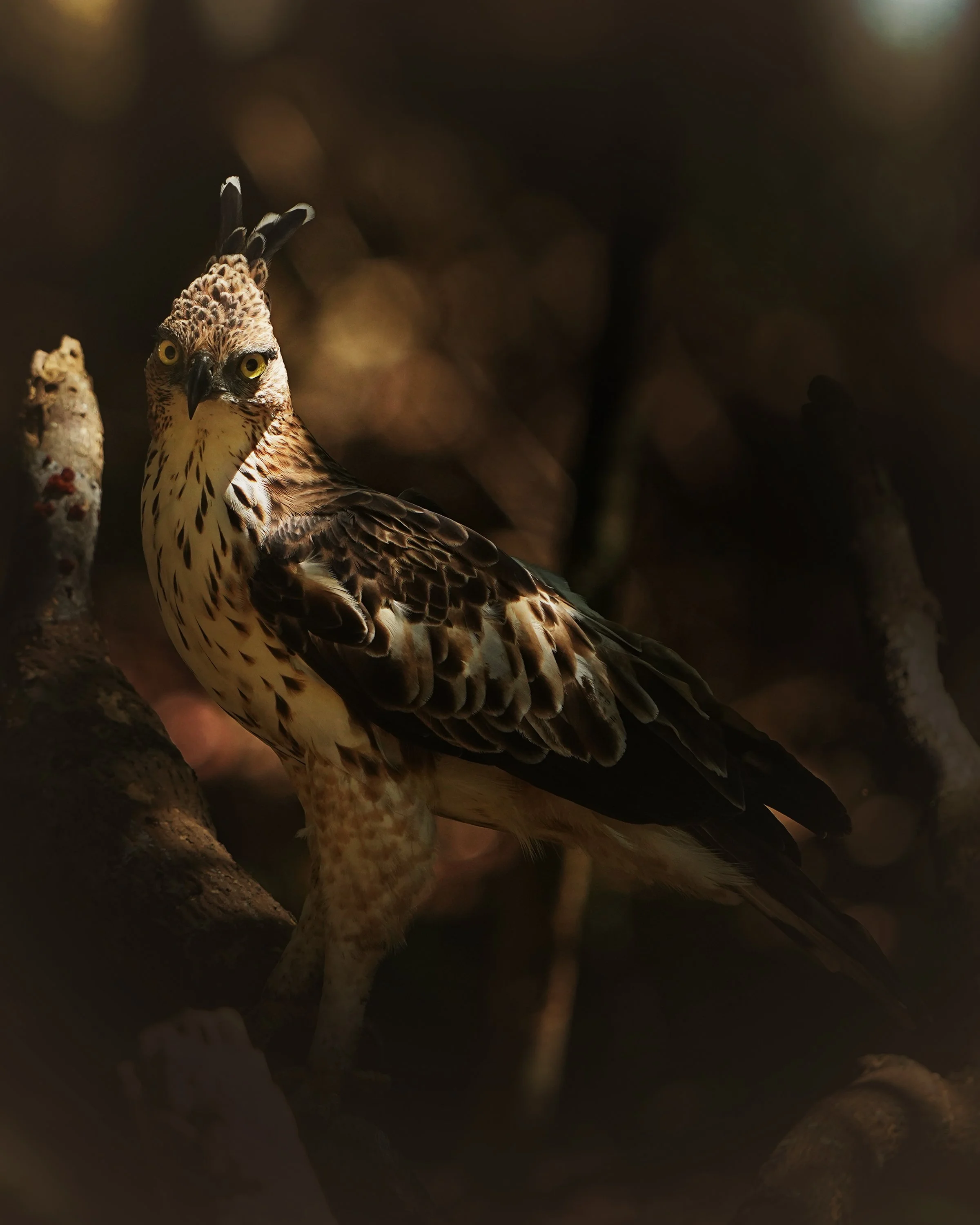 crested_eagle_hawk_DSC00709.jpg