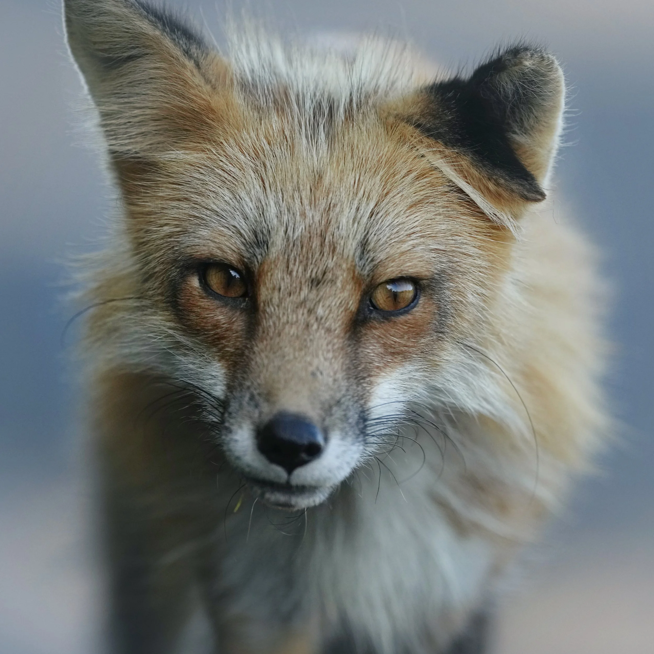fox_portrait_DSC00059.jpg
