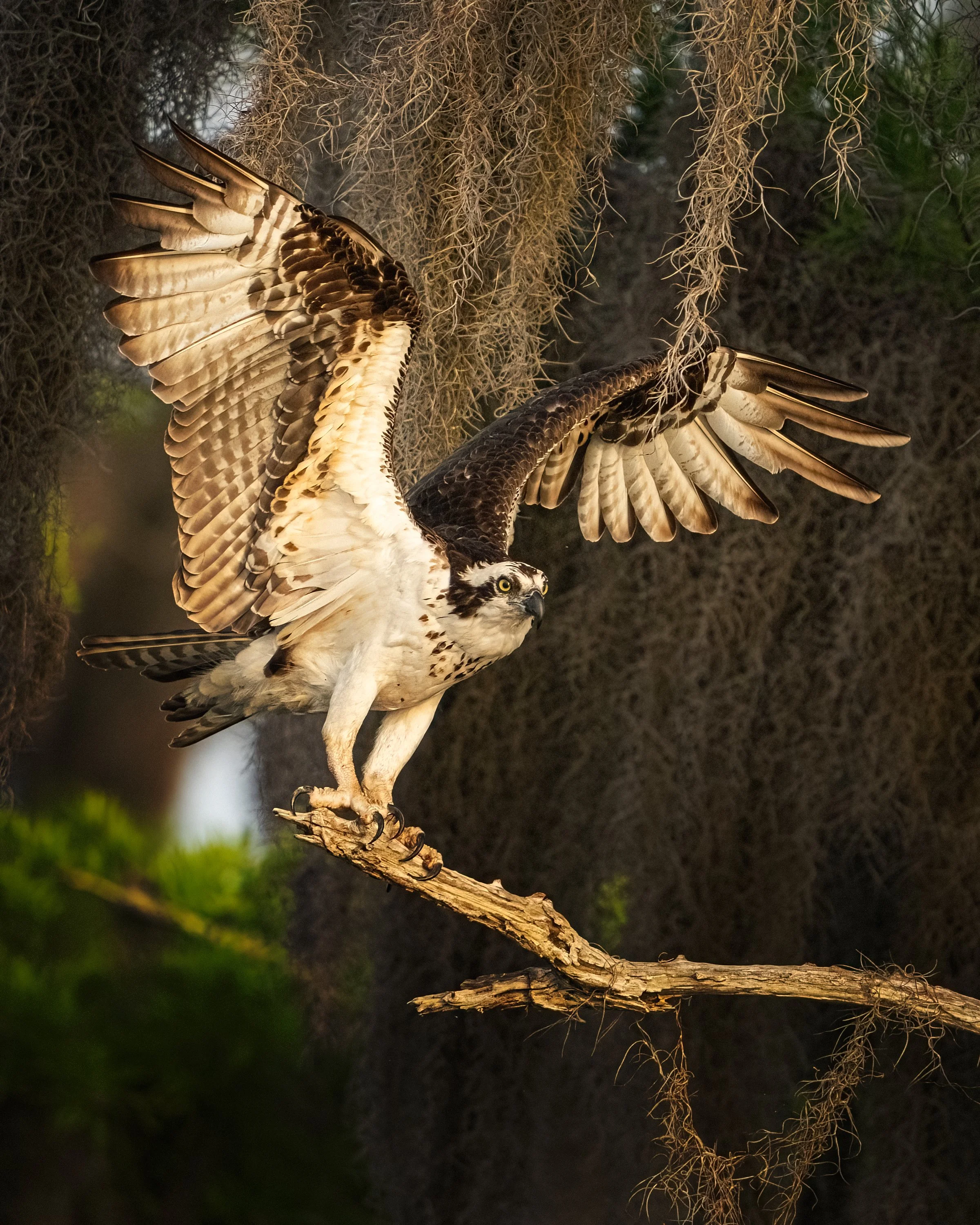 osprey_cypress_tree_DSC03407-DeNoiseAI-low-light.jpg