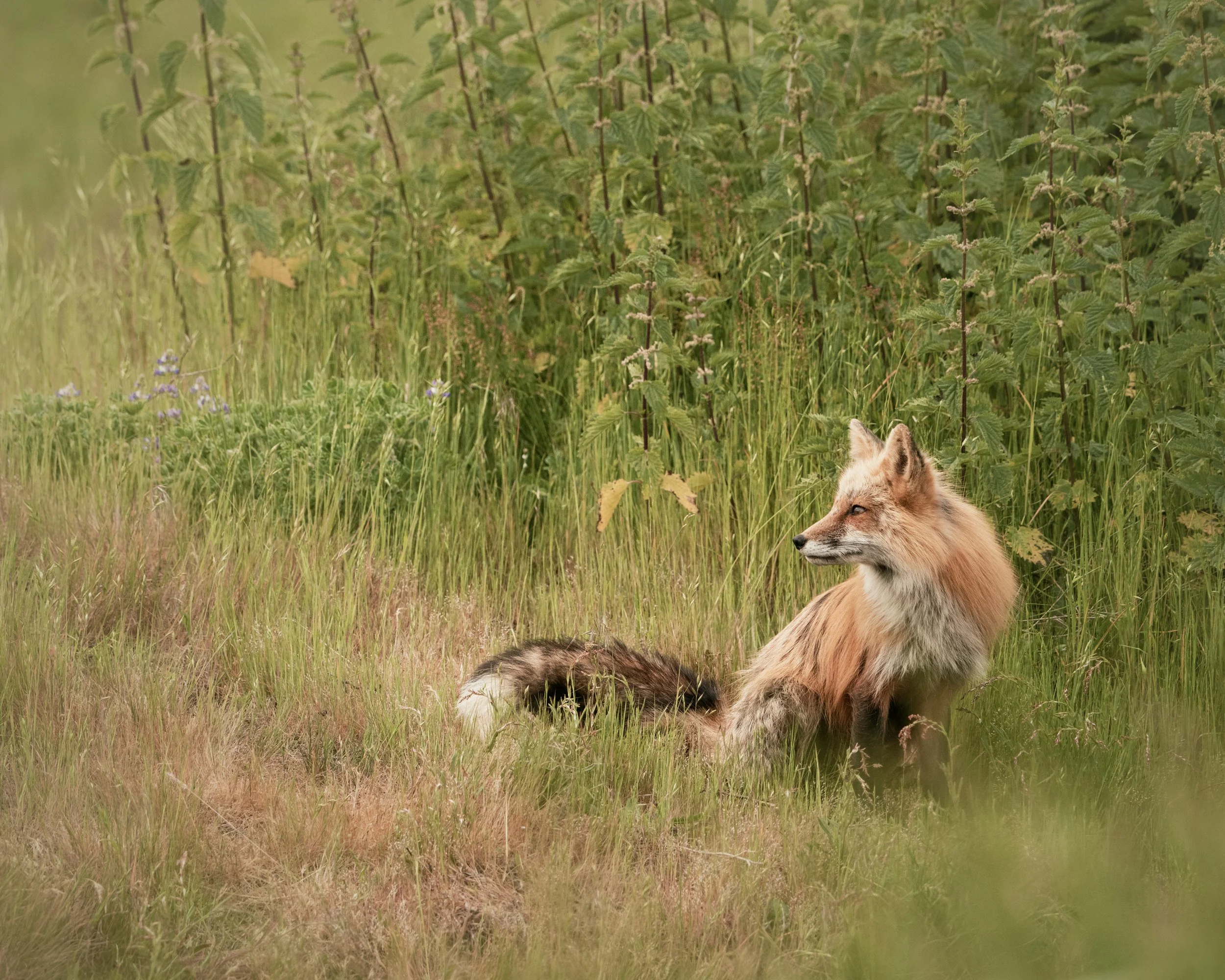 red_fox_mom_portrait_environment_DSC07716.jpg