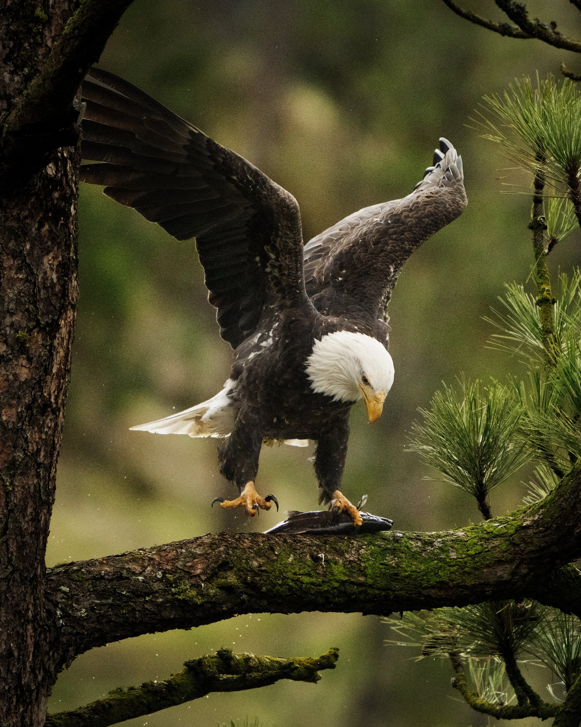 eagle_arial_fish_DSC01173.jpg